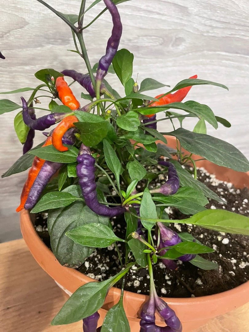 Плоды острого перца NuMex April Fool's Day (День дурака) - фото 4