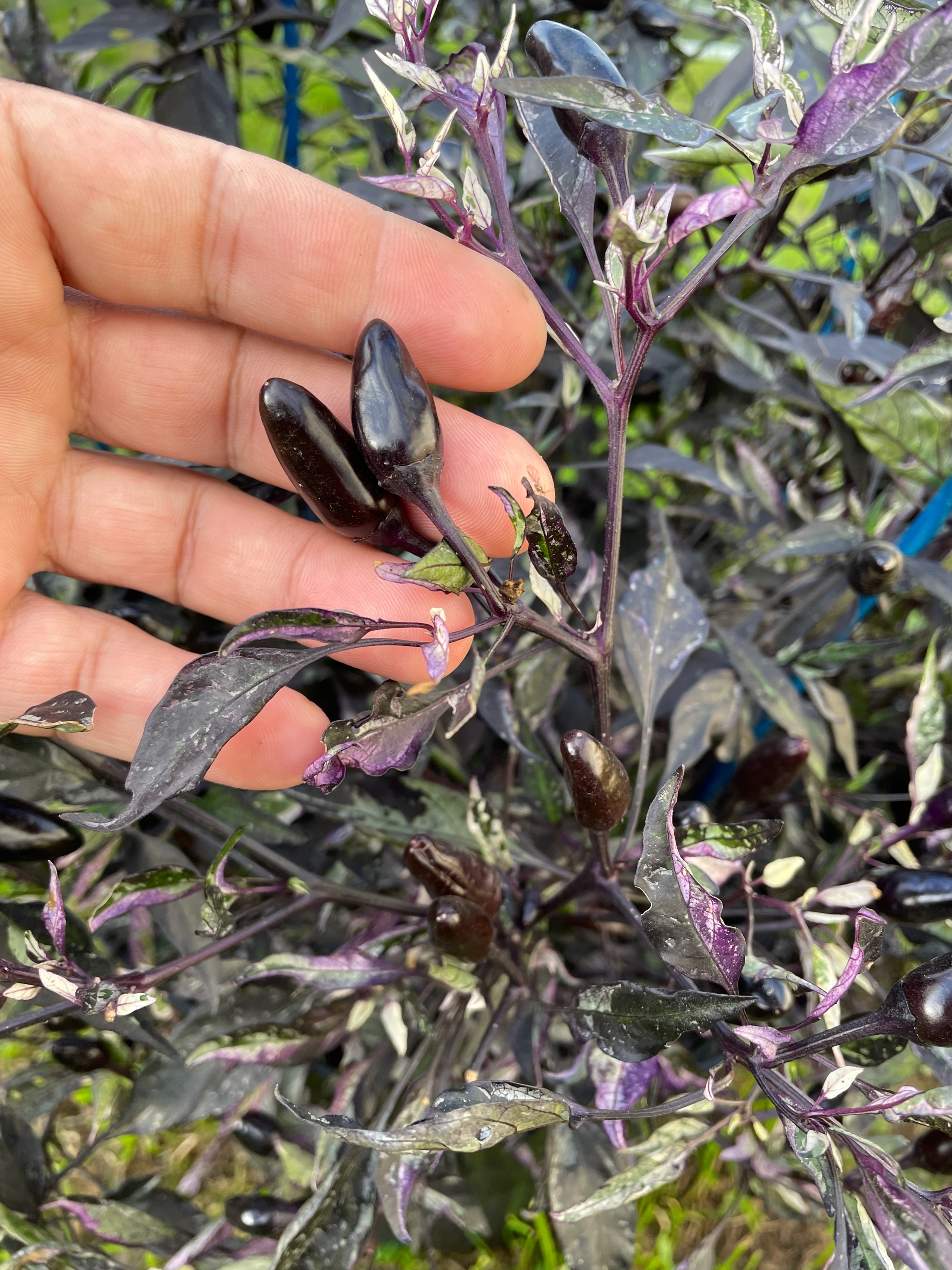 Семена острого перца Ornamental Calico