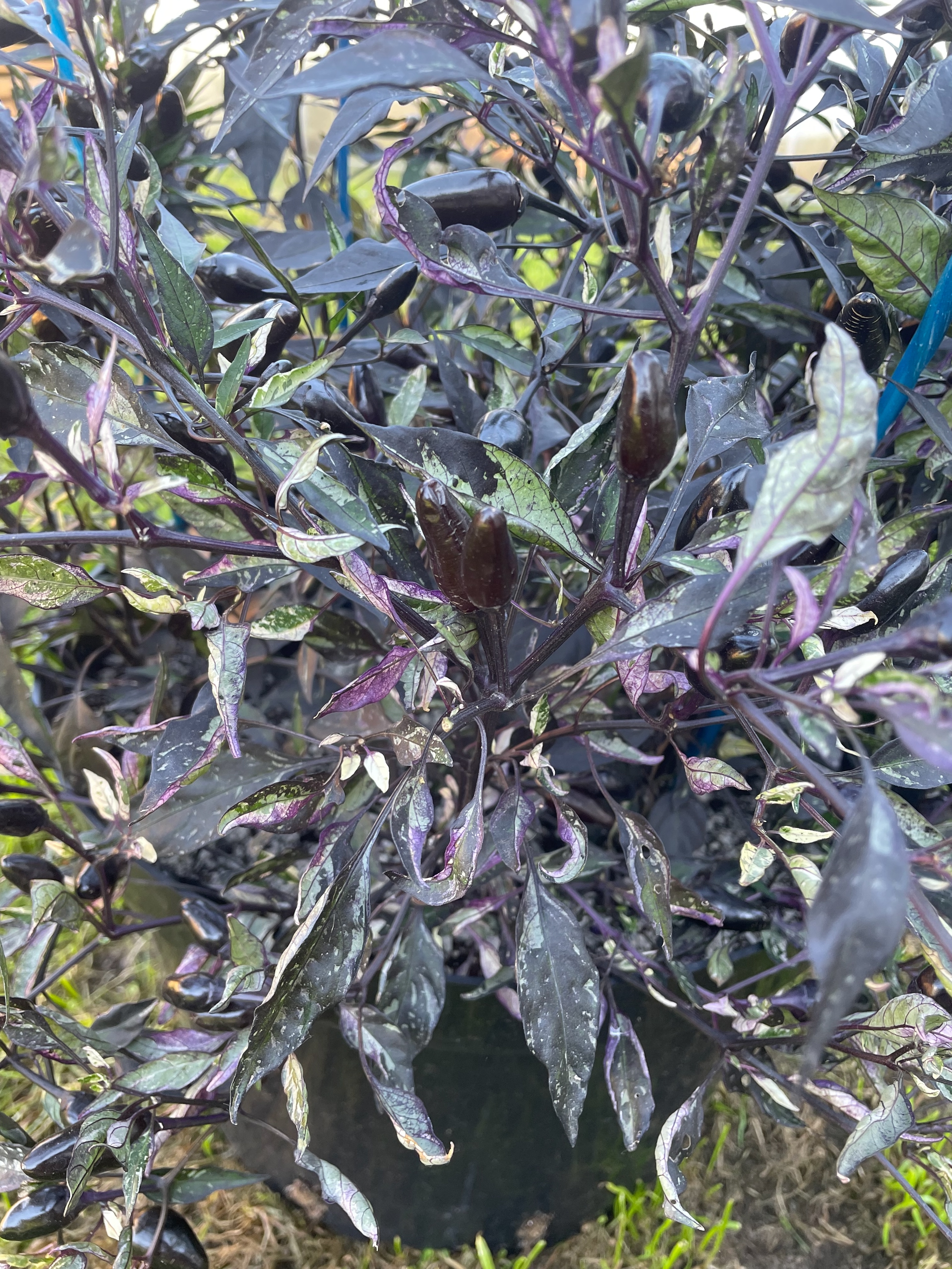 Выращивание острого перца Ornamental Calico - фото 2