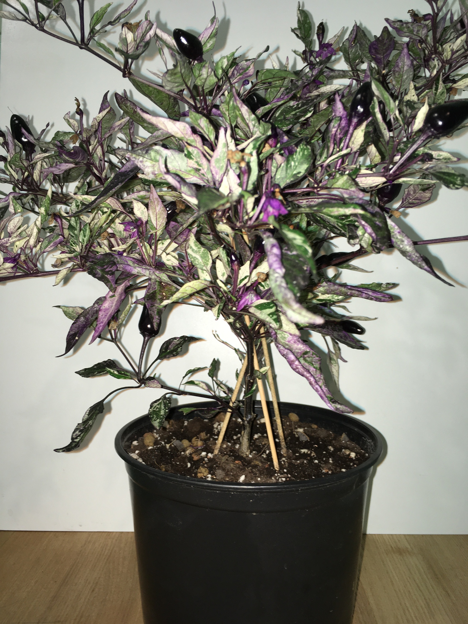 Сорт острого перца Ornamental Calico - фото 3