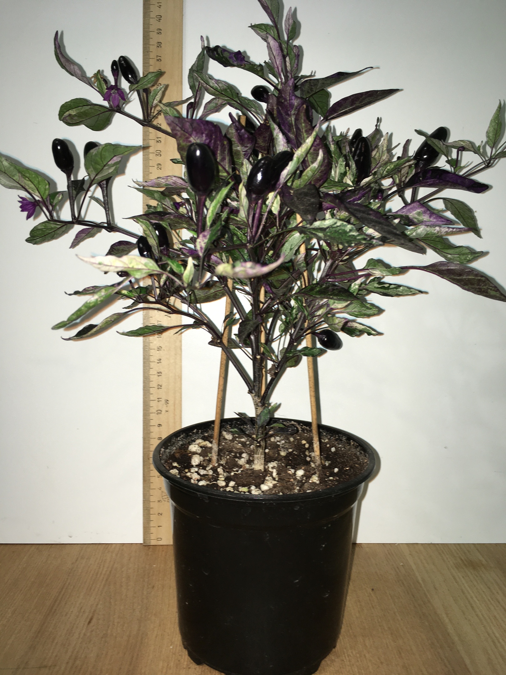 Плоды острого перца Ornamental Calico - фото 4