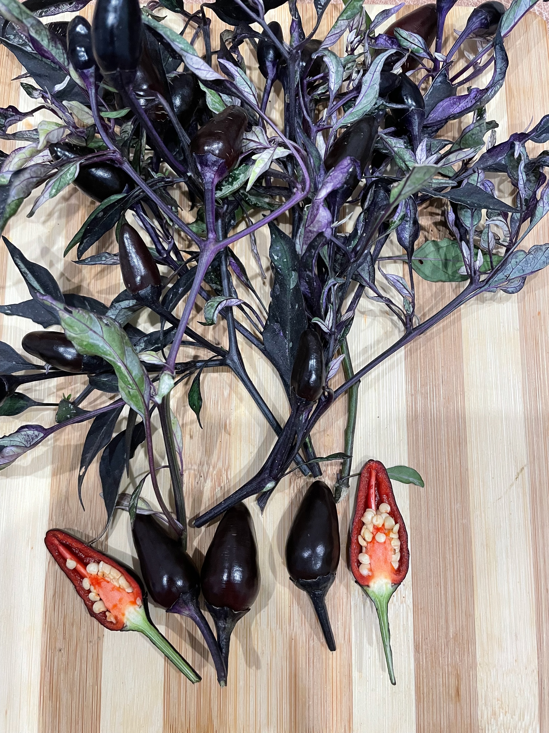 Что вырастает из семян острого перца Ornamental Calico - фото 5