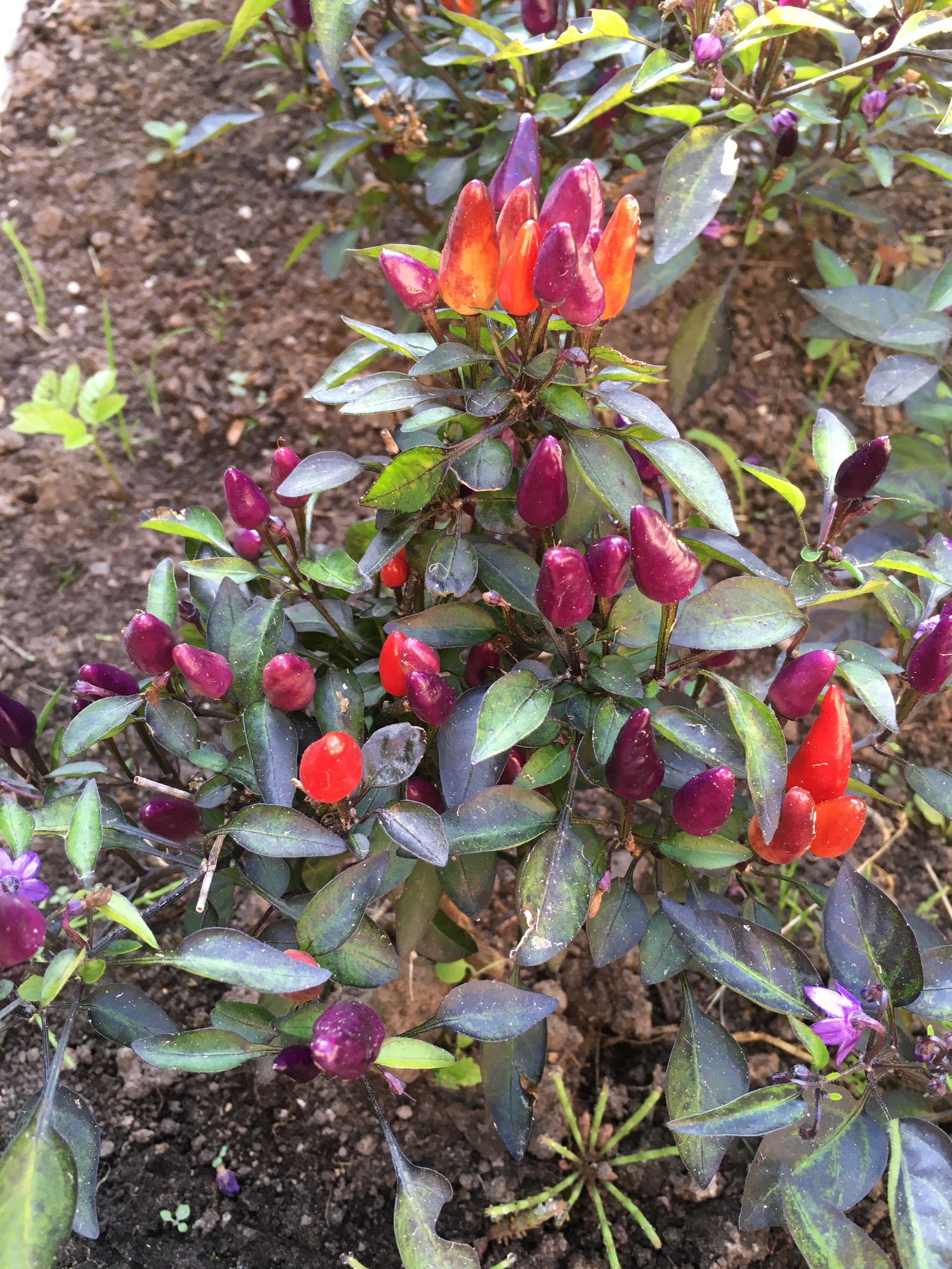 Семена острого перца Explosive Ember