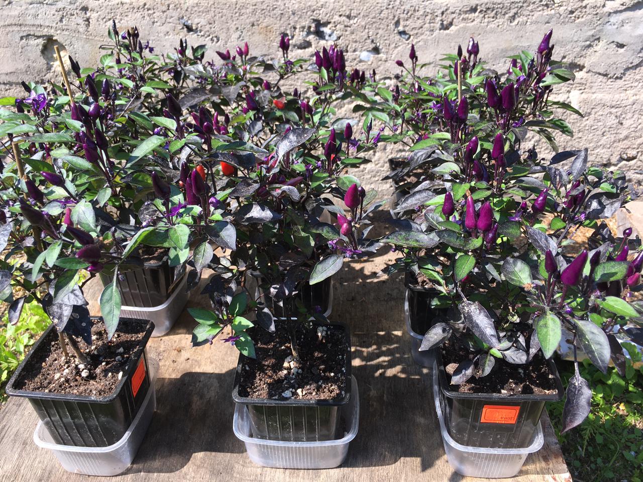 Выращивание острого перца Explosive Ember - фото 2