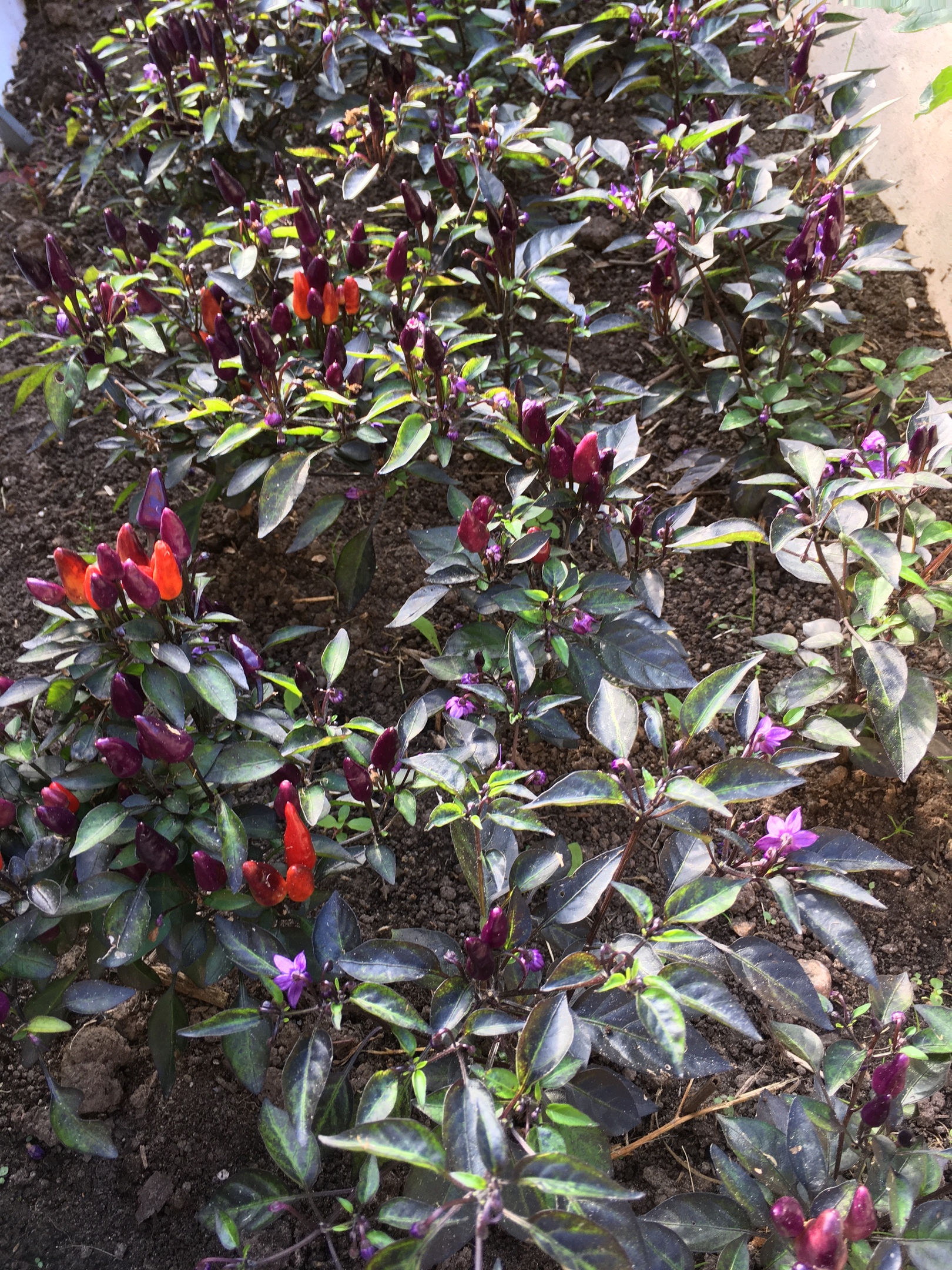 Сорт острого перца Explosive Ember - фото 3