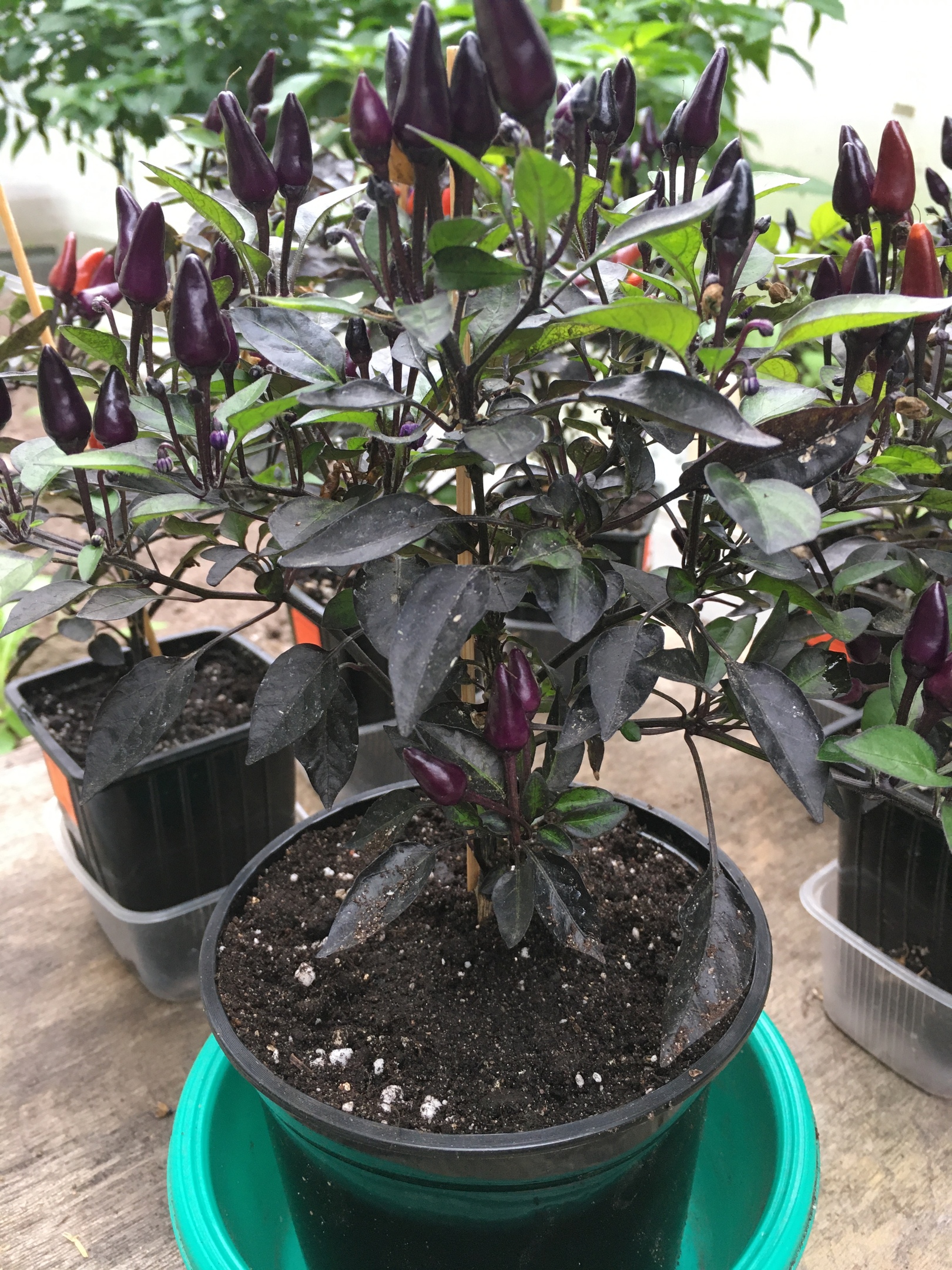 Плоды острого перца Explosive Ember - фото 4