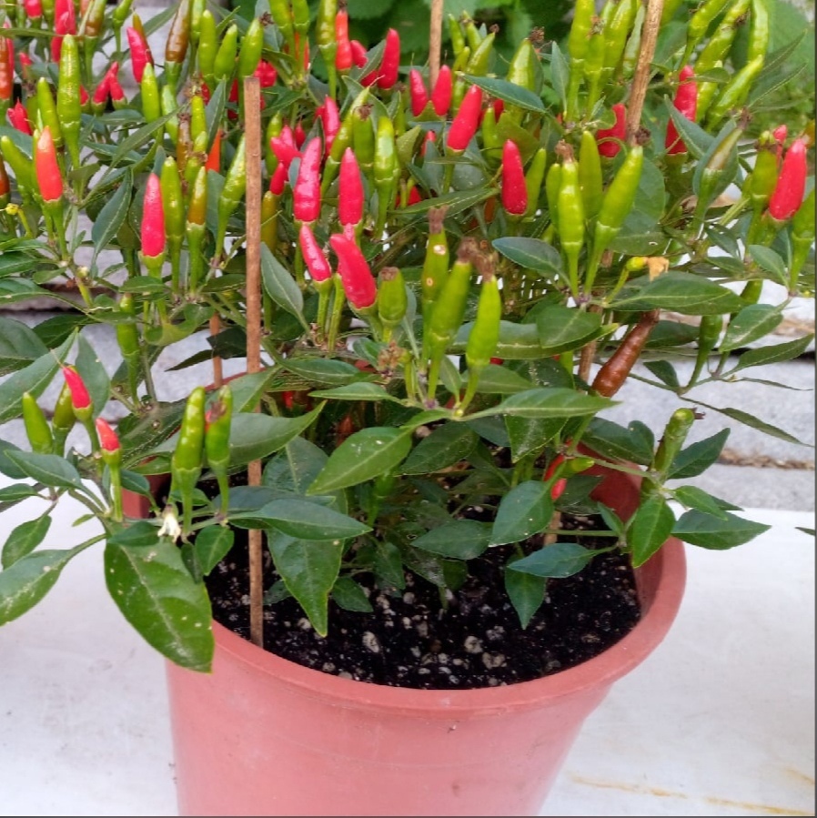 Семена острого перца Demon red