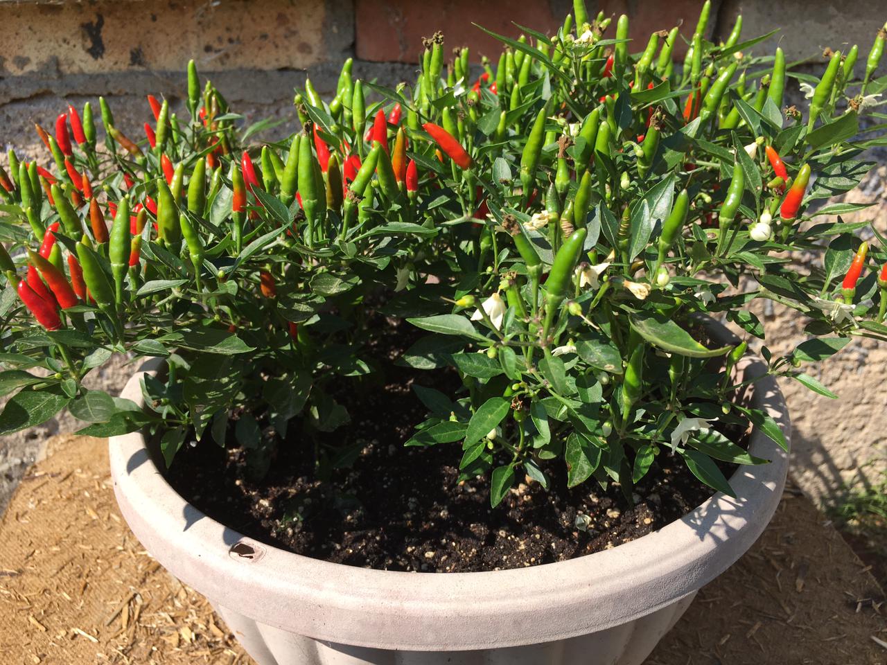 Выращивание острого перца Demon red - фото 2