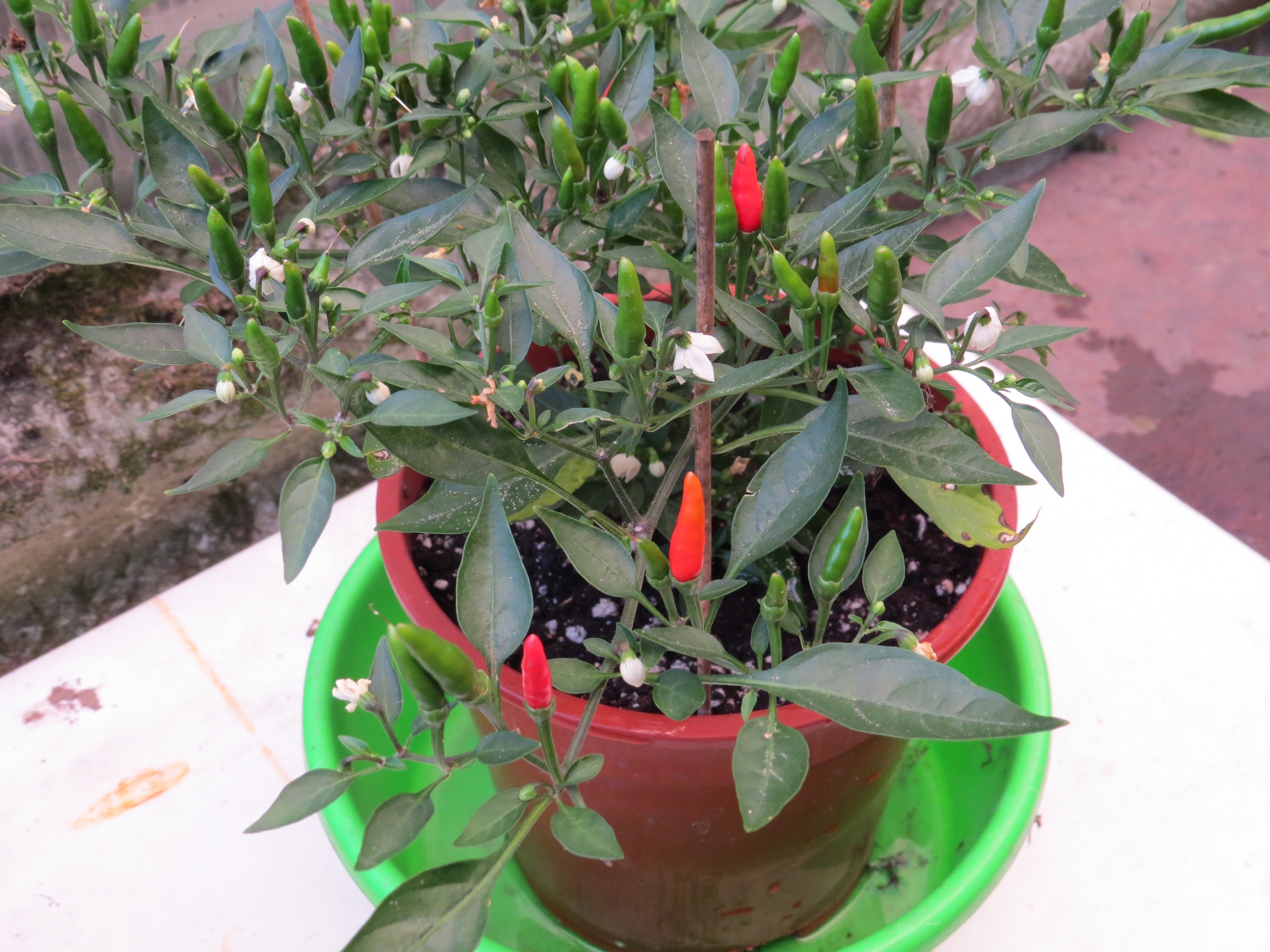 Сорт острого перца Demon red - фото 3