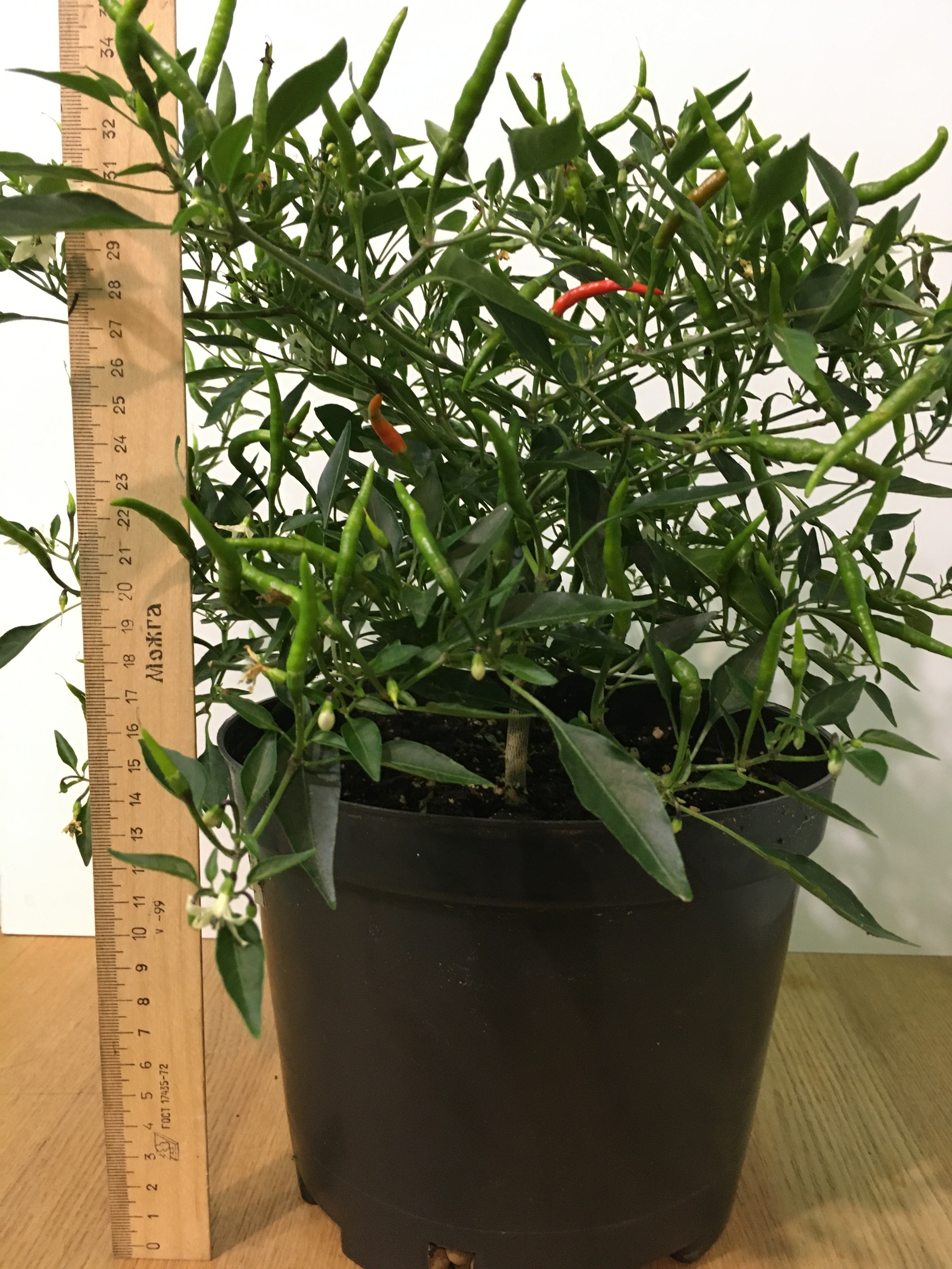 Семена острого перца Lacy