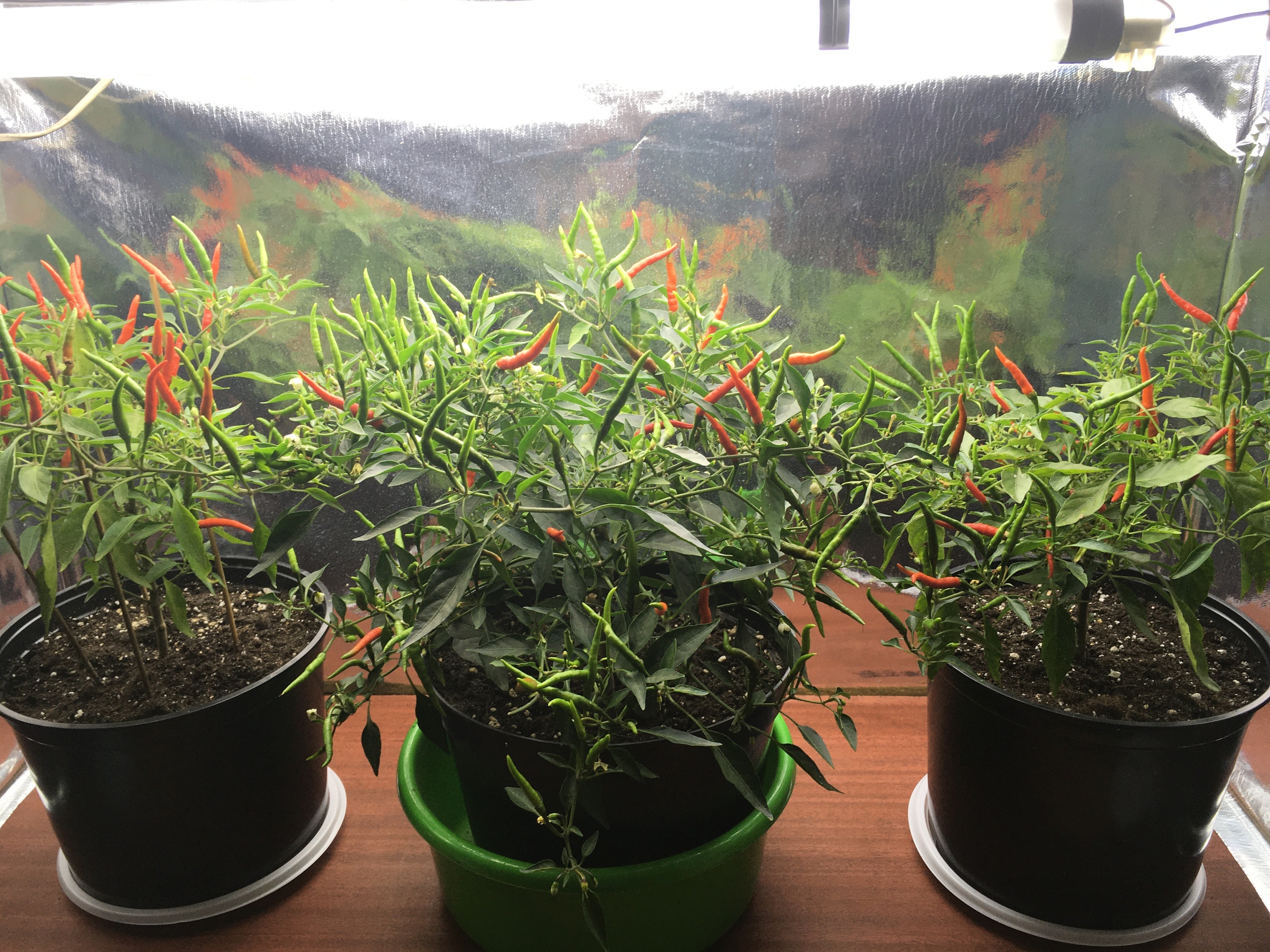 Выращивание острого перца Lacy - фото 2