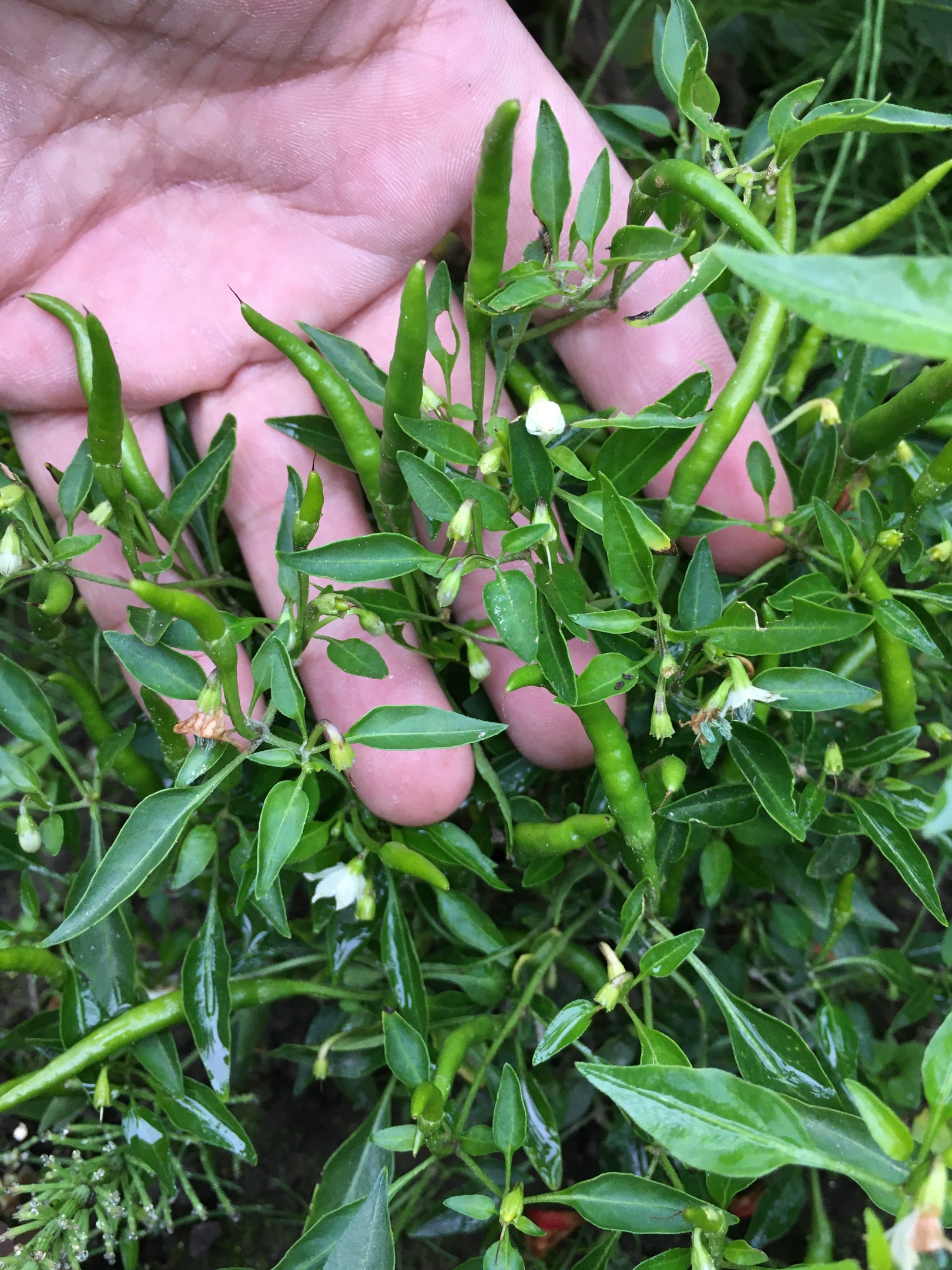 Сорт острого перца Lacy - фото 3