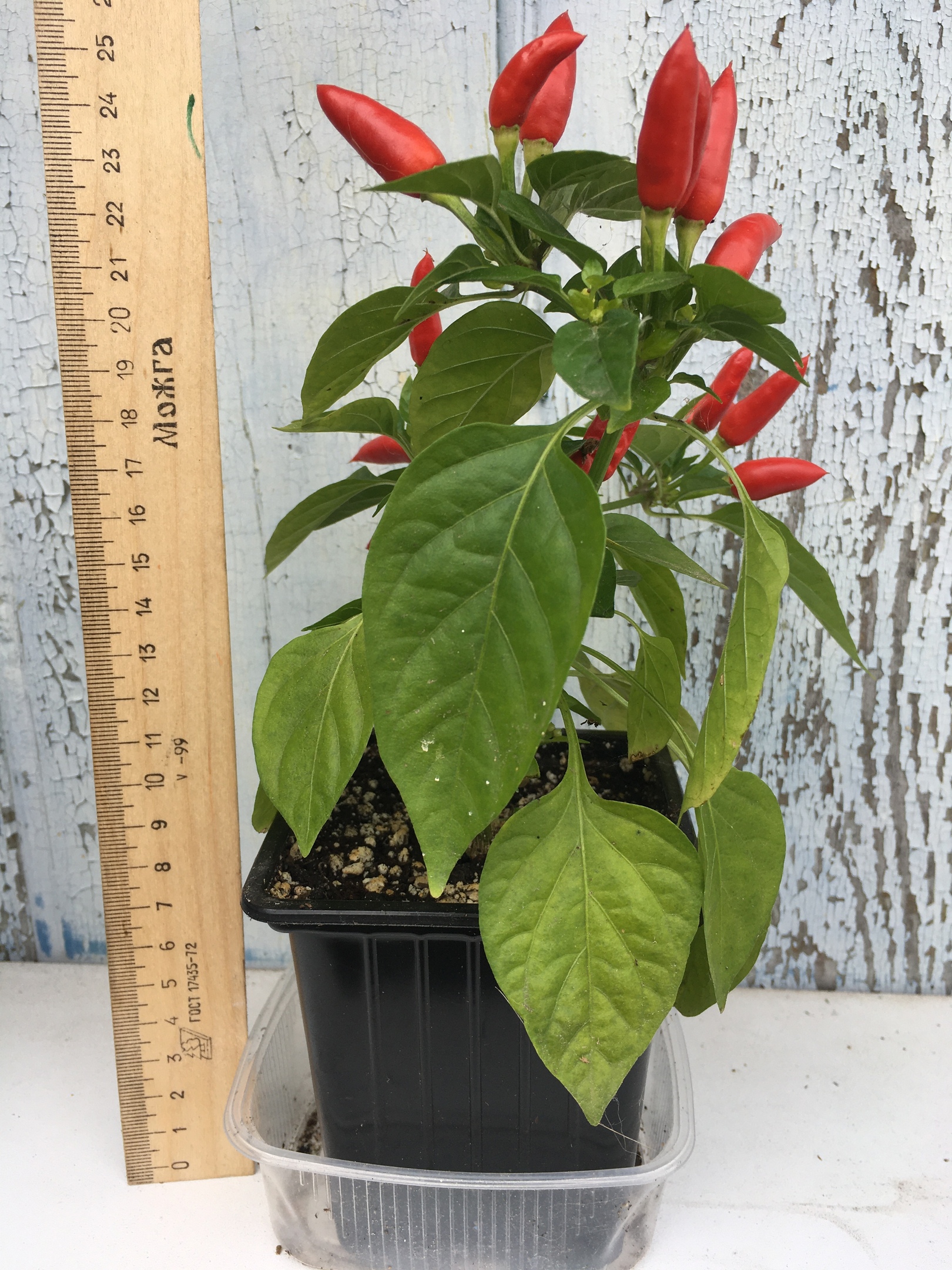 Семена острого перца Little Elf