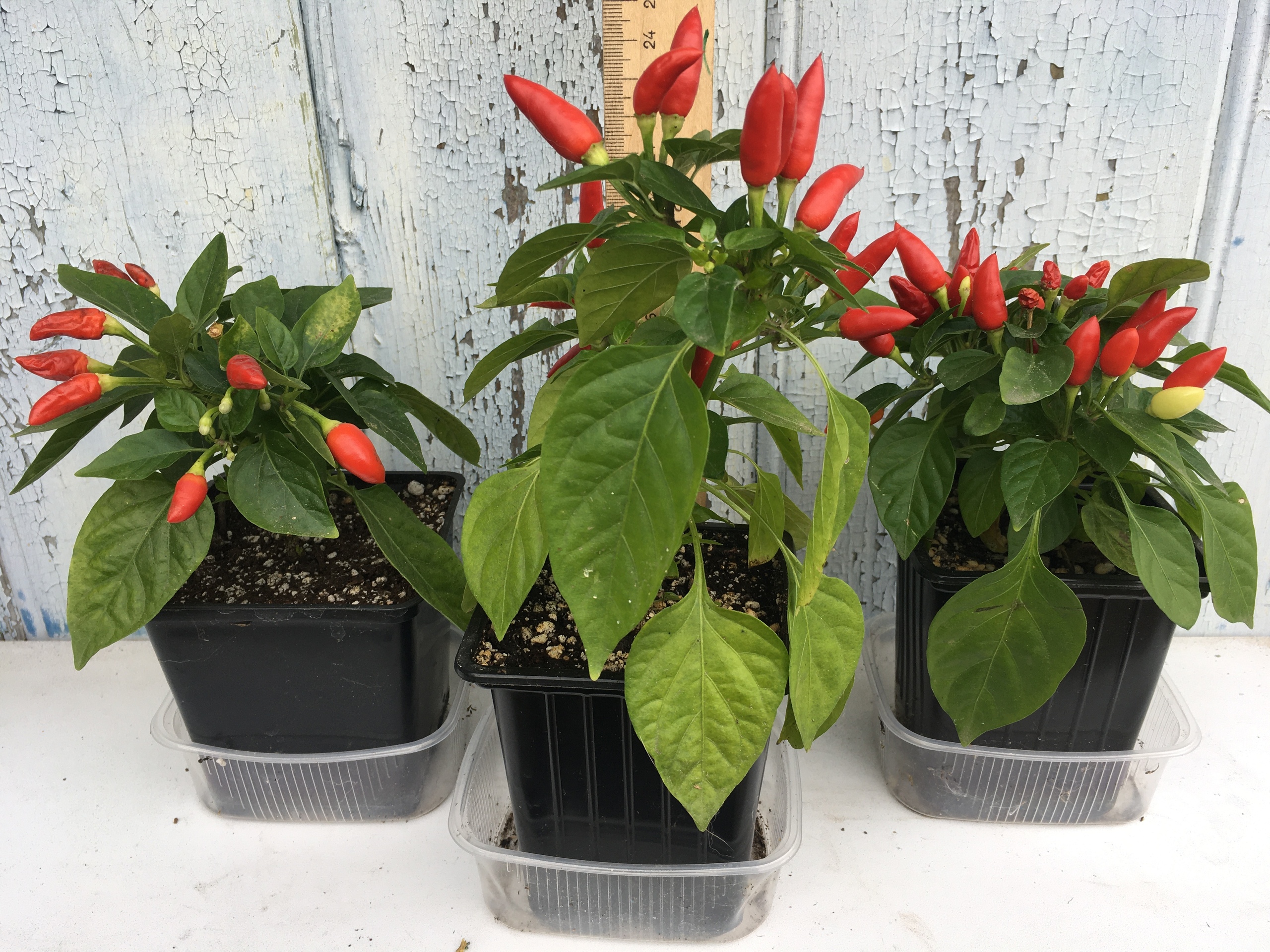 Выращивание острого перца Little Elf - фото 2