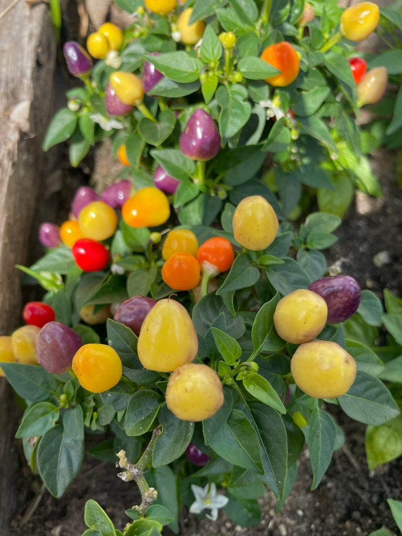 Семена острого перца Пиковая дама