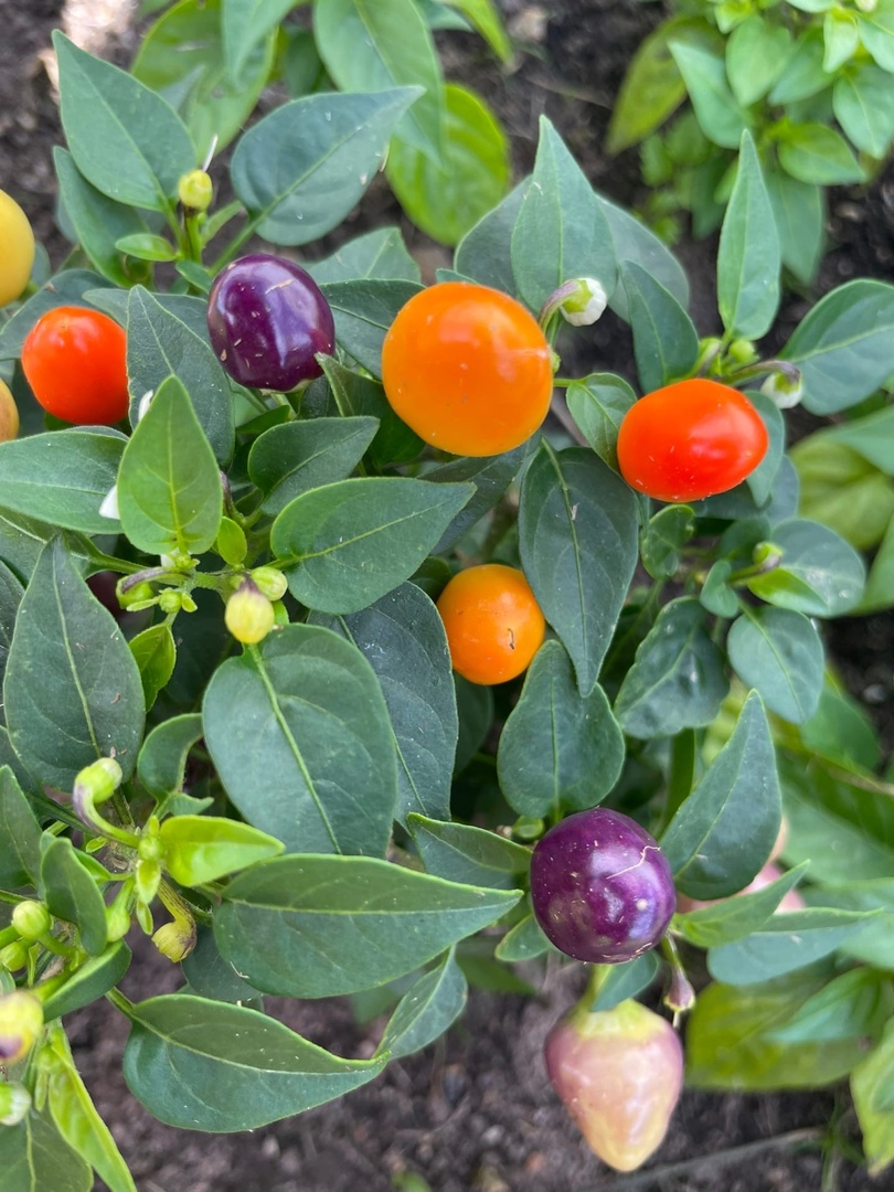 Выращивание острого перца Пиковая дама - фото 2