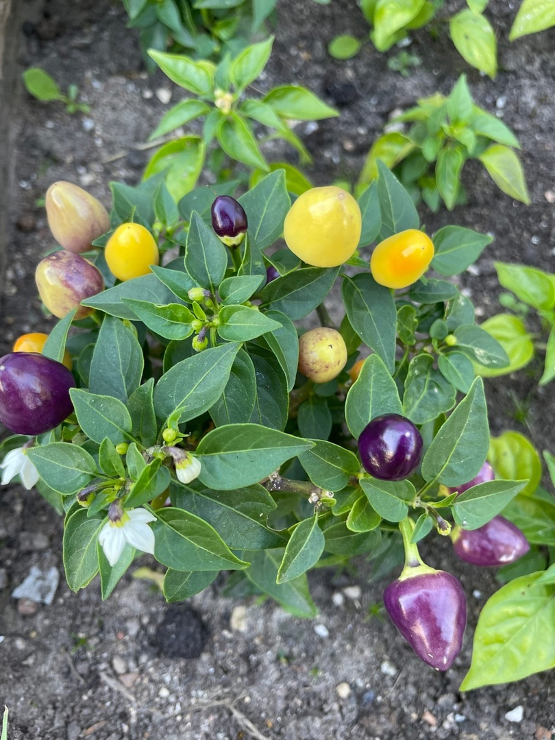 Сорт острого перца Пиковая дама - фото 3