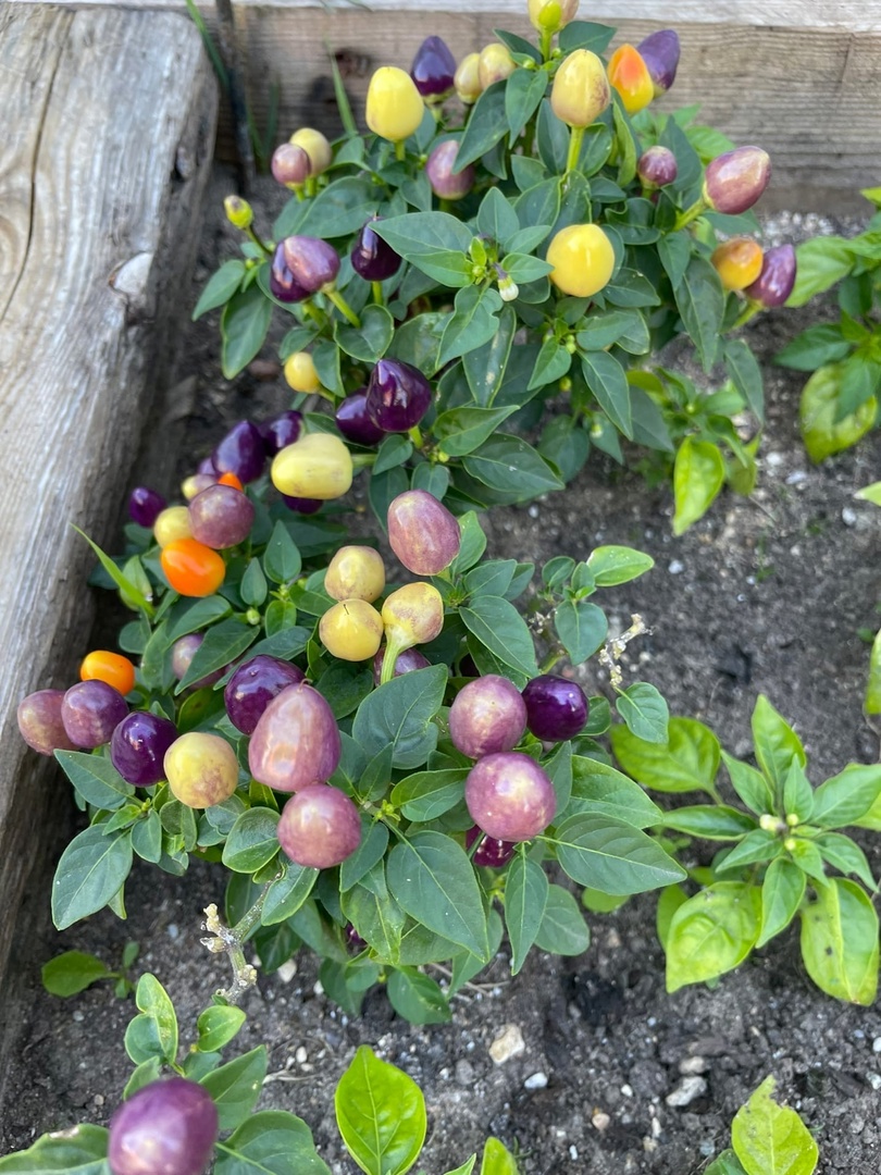 Плоды острого перца Пиковая дама - фото 4