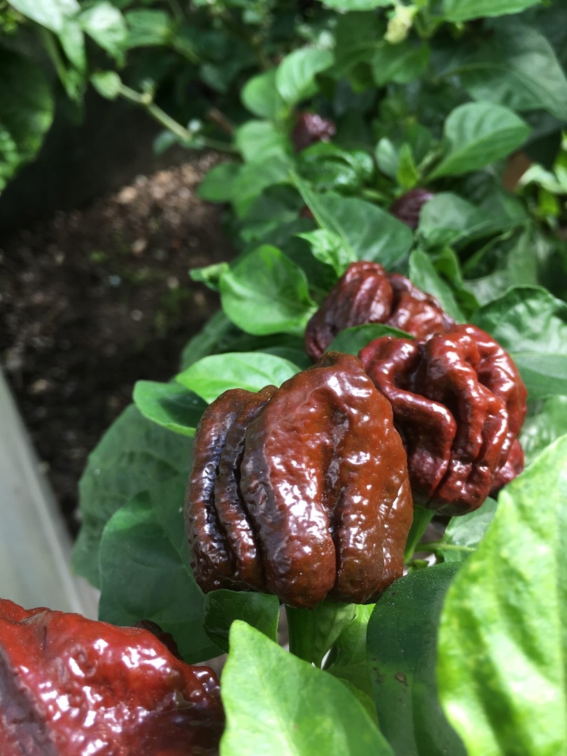 Семена острого перца 7 Pot Congo Chocolate