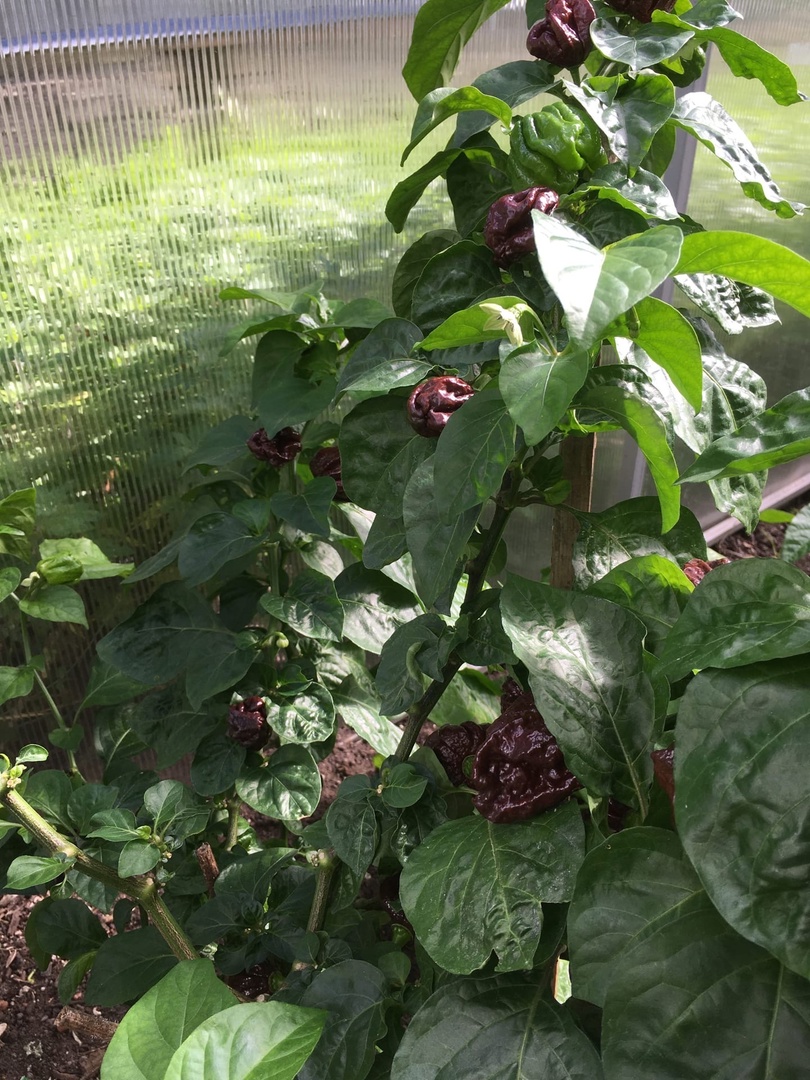 Выращивание острого перца 7 Pot Congo Chocolate - фото 2
