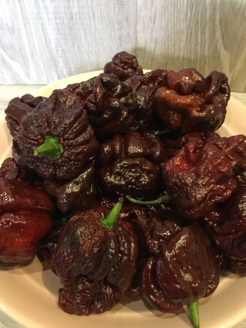 Сорт острого перца 7 Pot Congo Chocolate - фото 3