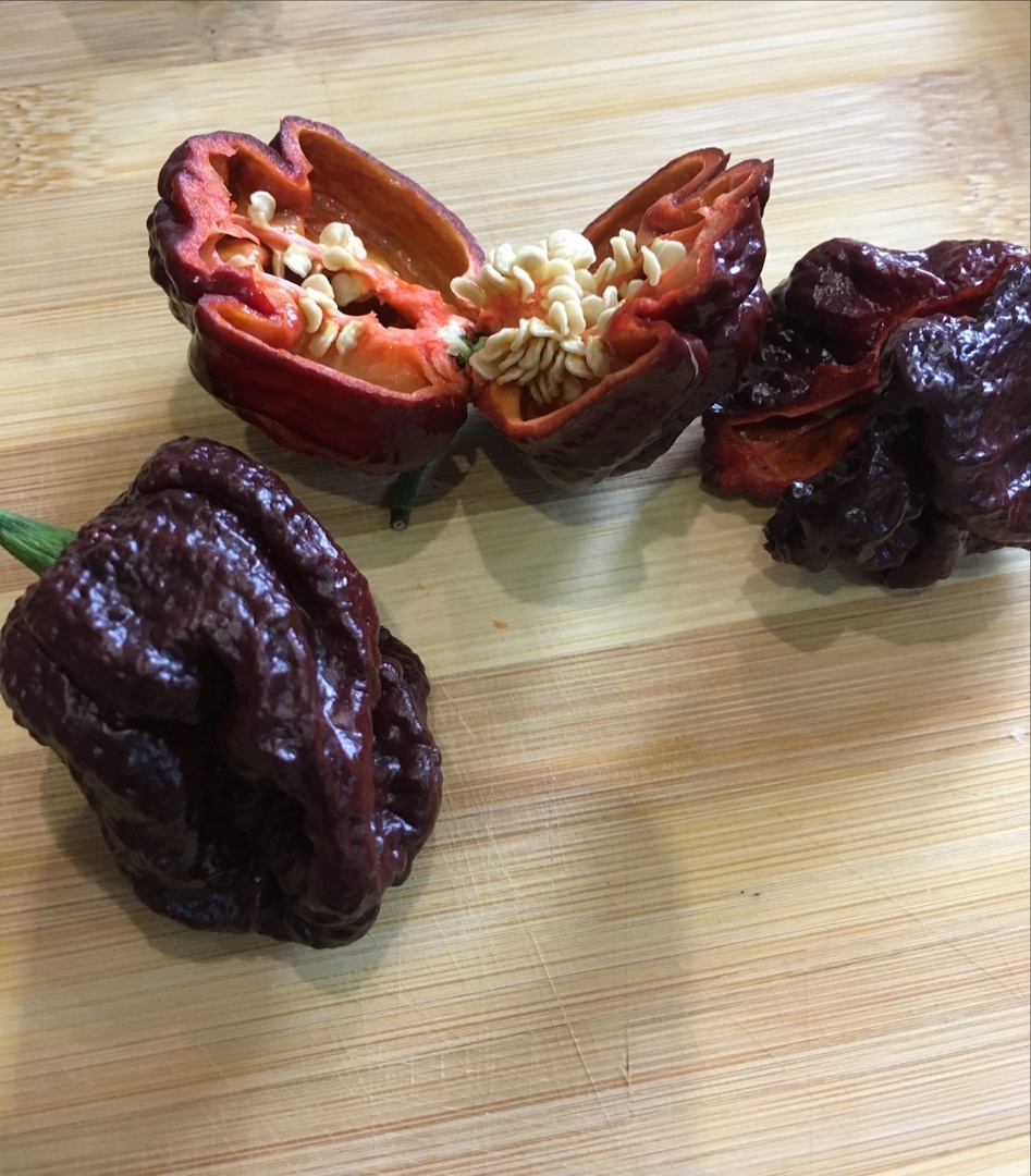 Плоды острого перца 7 Pot Congo Chocolate - фото 4