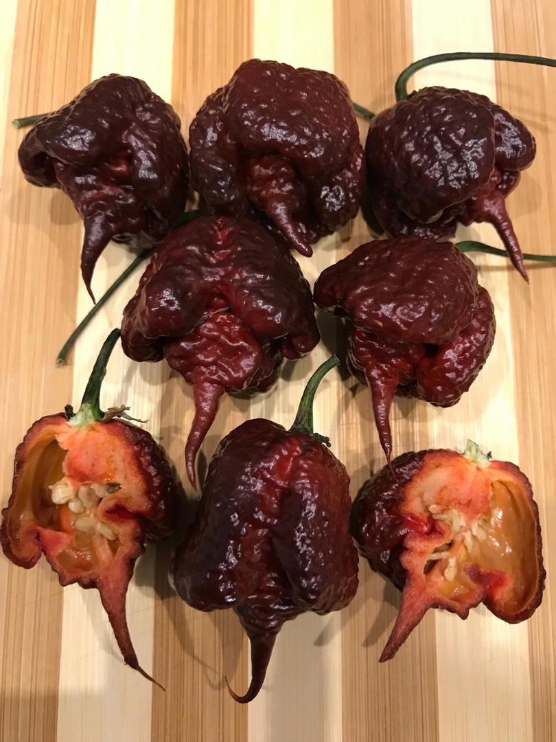 Семена острого перца Carolina Reaper Chocolate