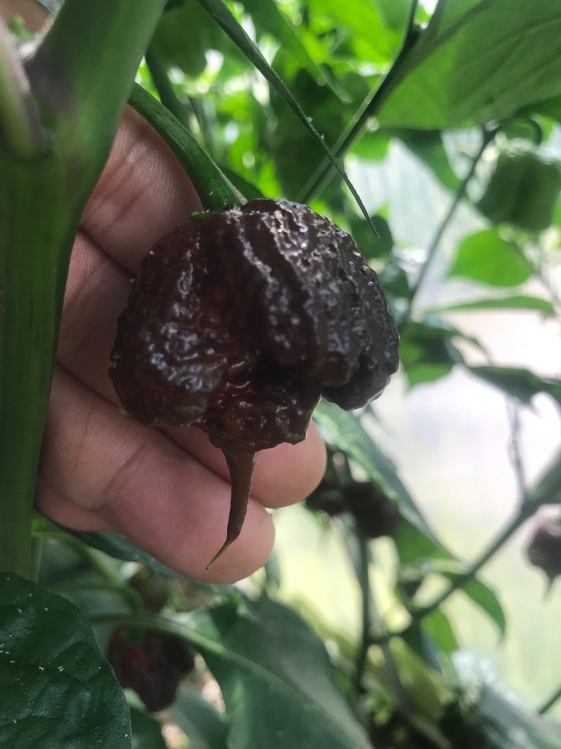 Выращивание острого перца Carolina Reaper Chocolate - фото 2