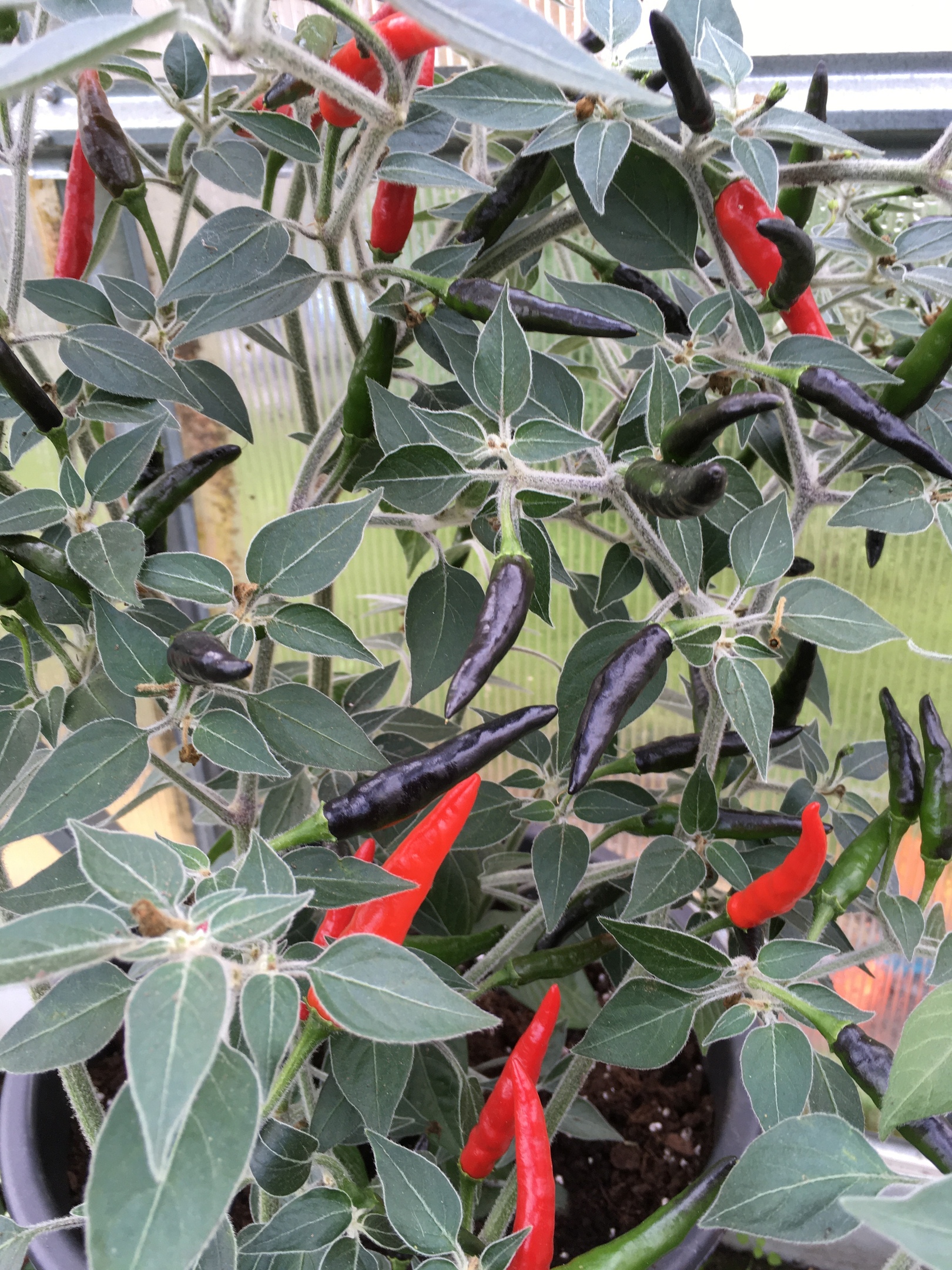 Семена острого перца Black Cobra (Чёрная кобра)