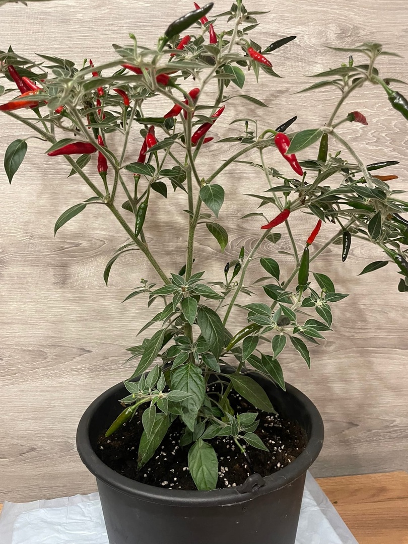 Выращивание острого перца Black Cobra (Чёрная кобра) - фото 2