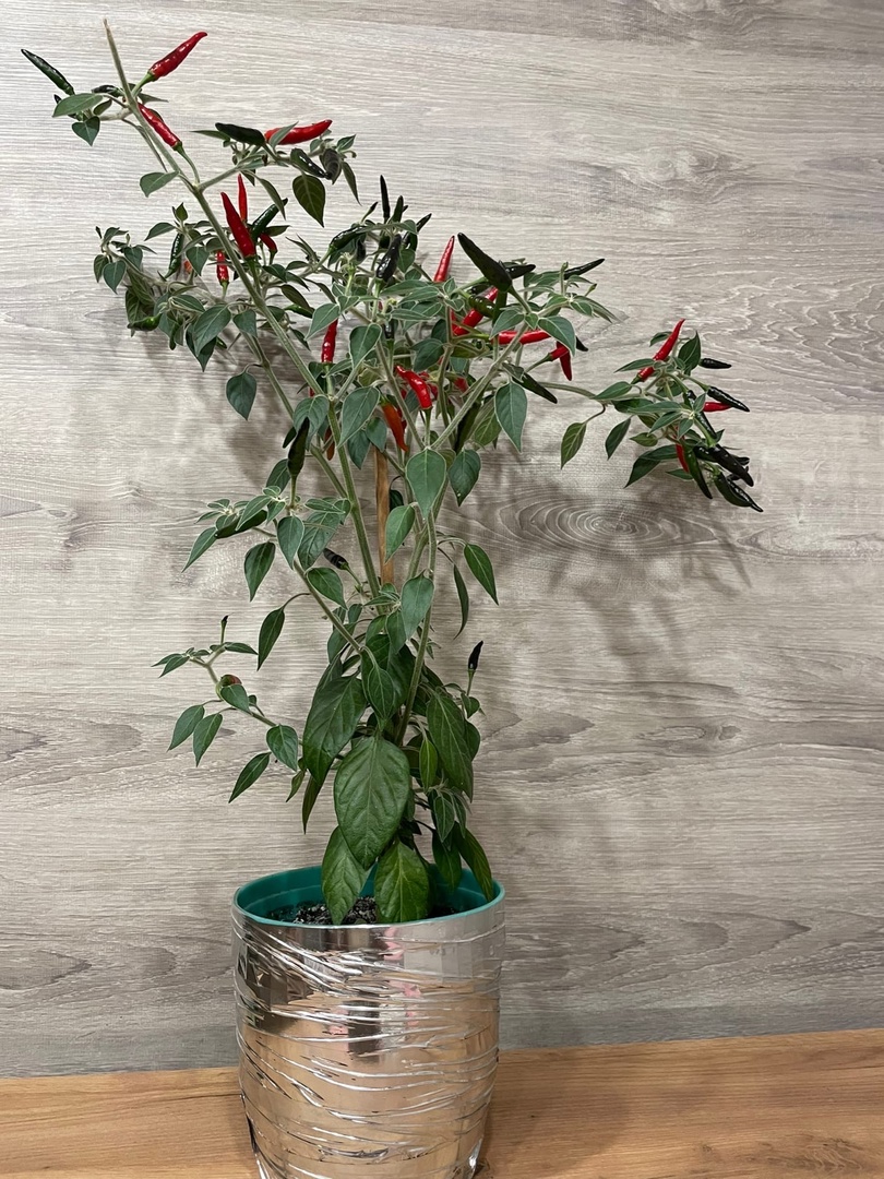 Сорт острого перца Black Cobra (Чёрная кобра) - фото 3