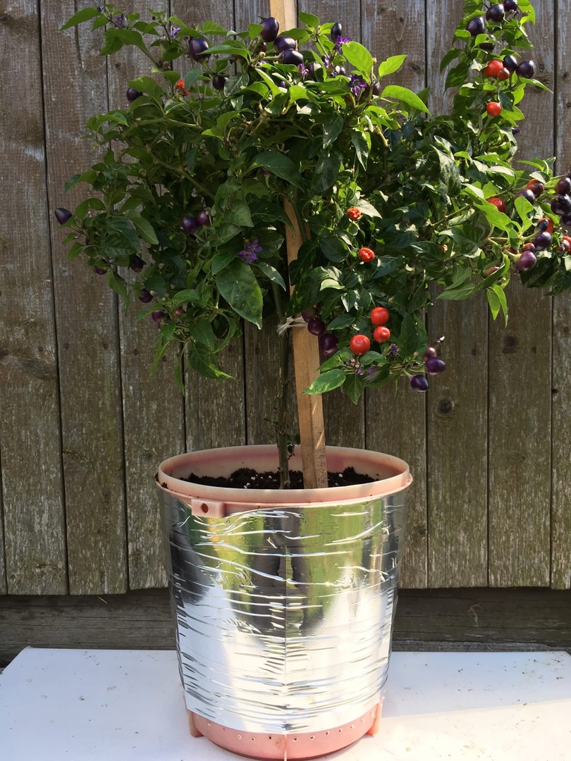 Семена острого перца Сириус