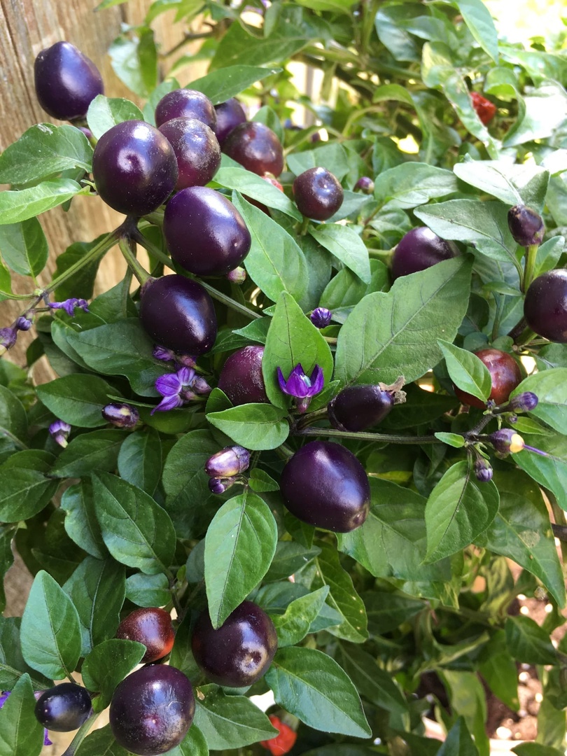 Выращивание острого перца Сириус - фото 2