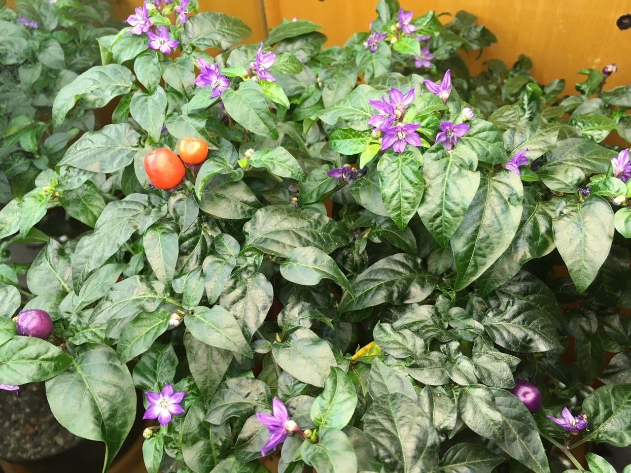 Сорт острого перца Сириус - фото 3