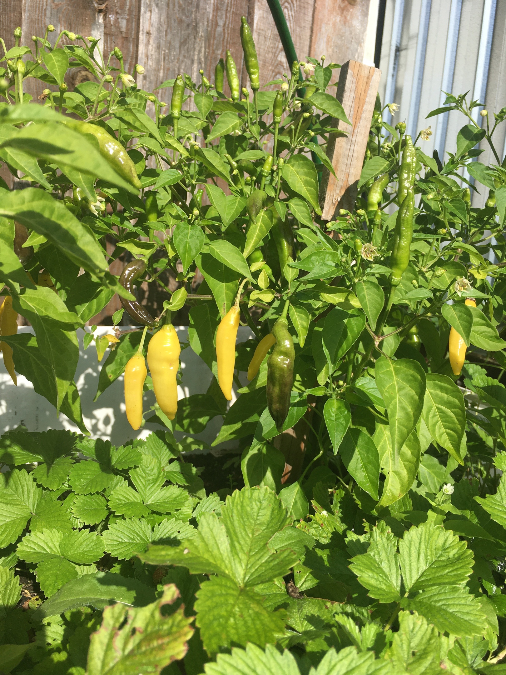 Семена острого перца Lemon Drop