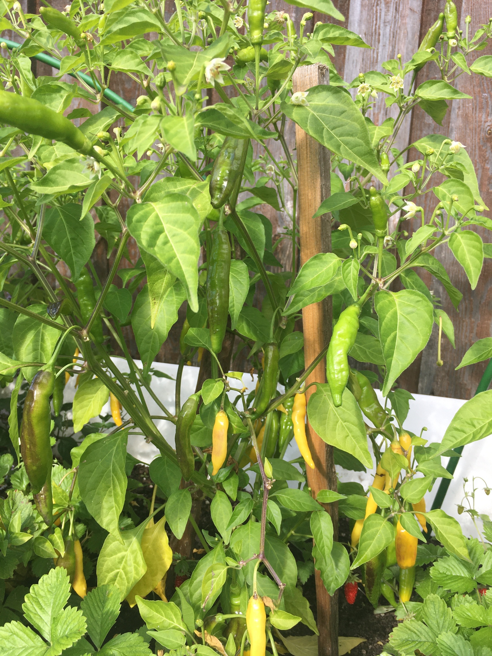 Выращивание острого перца Lemon Drop - фото 2