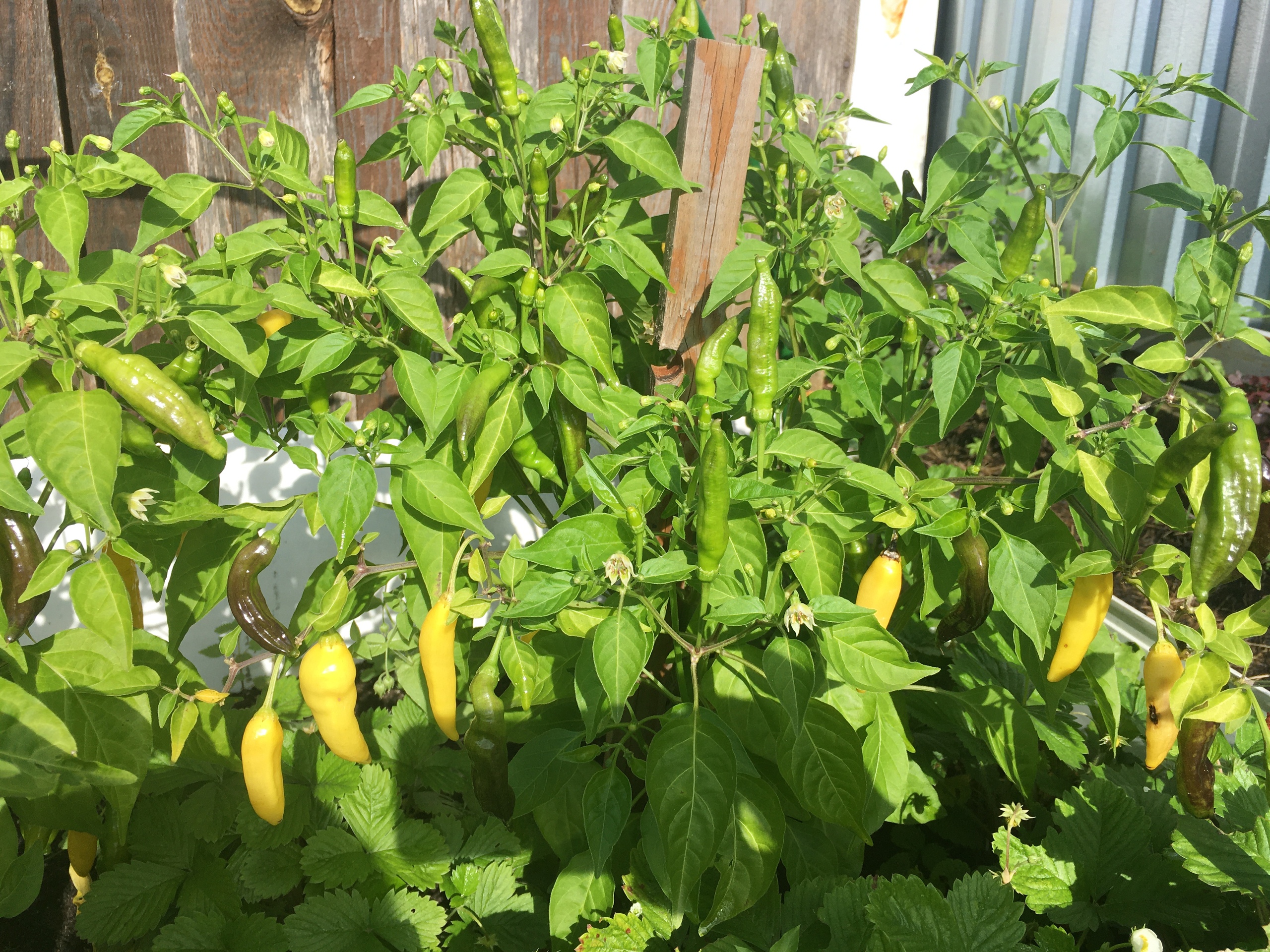 Сорт острого перца Lemon Drop - фото 3