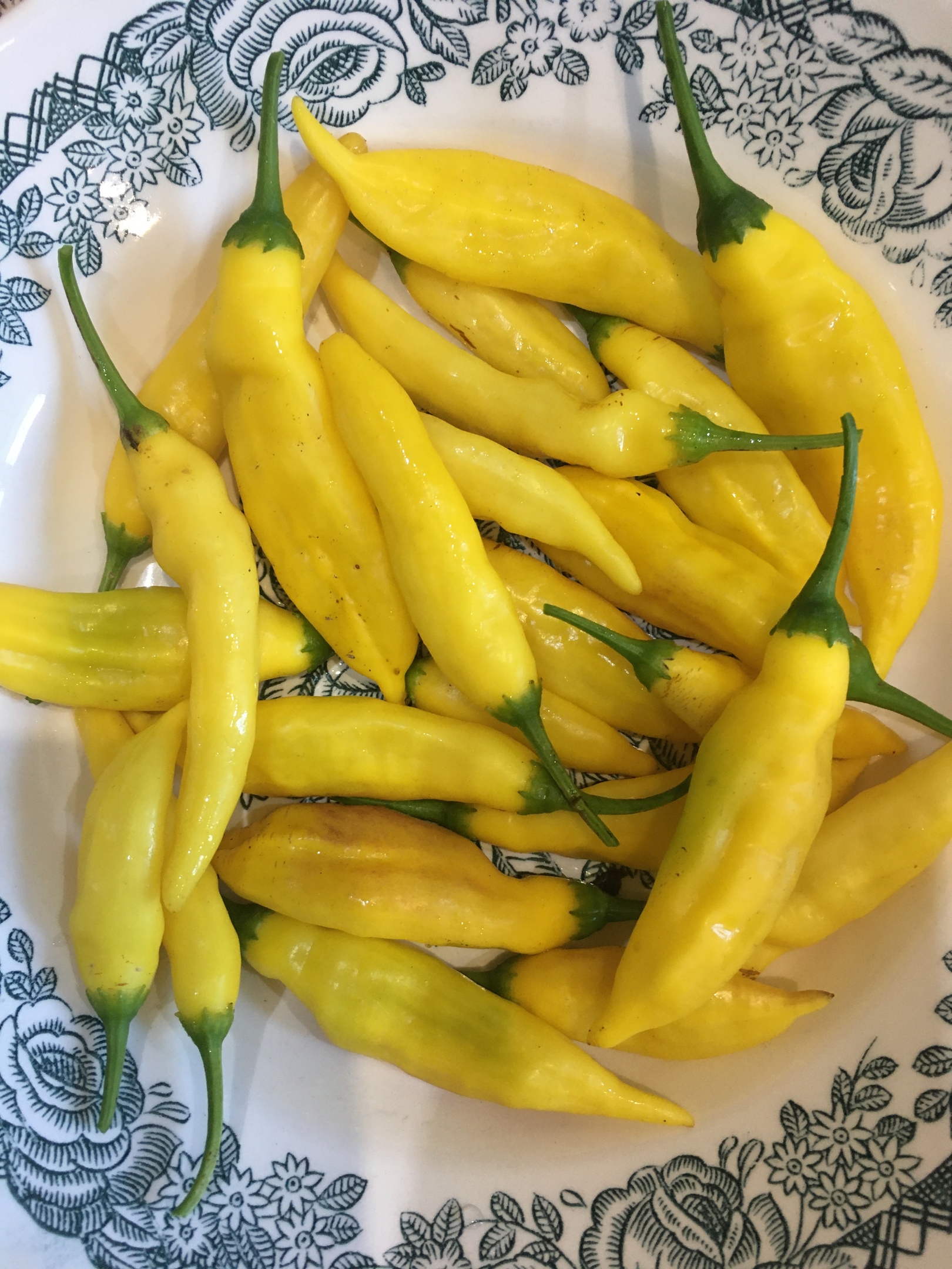 Плоды острого перца Lemon Drop - фото 4