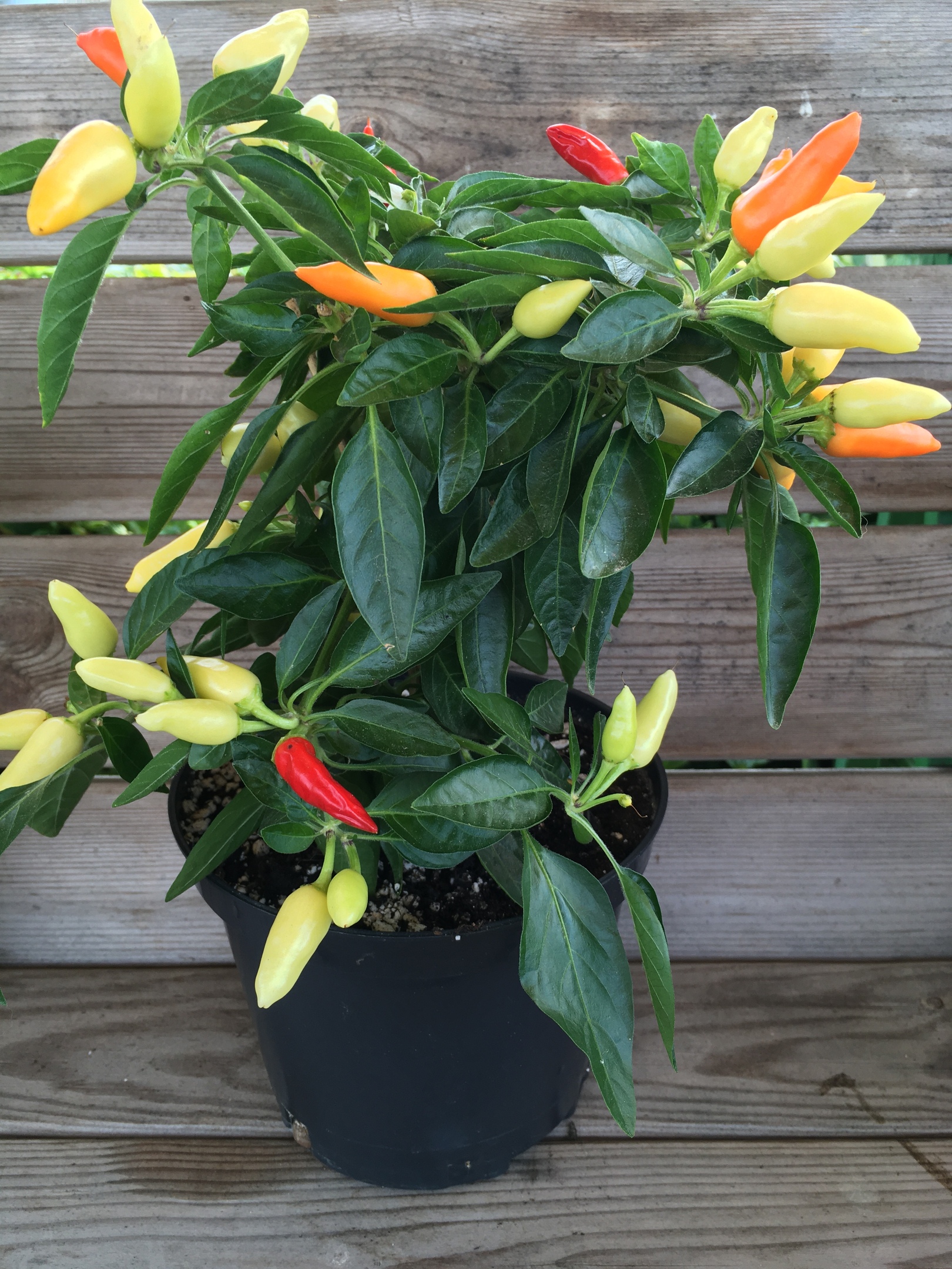 Семена острого перца Огонёк