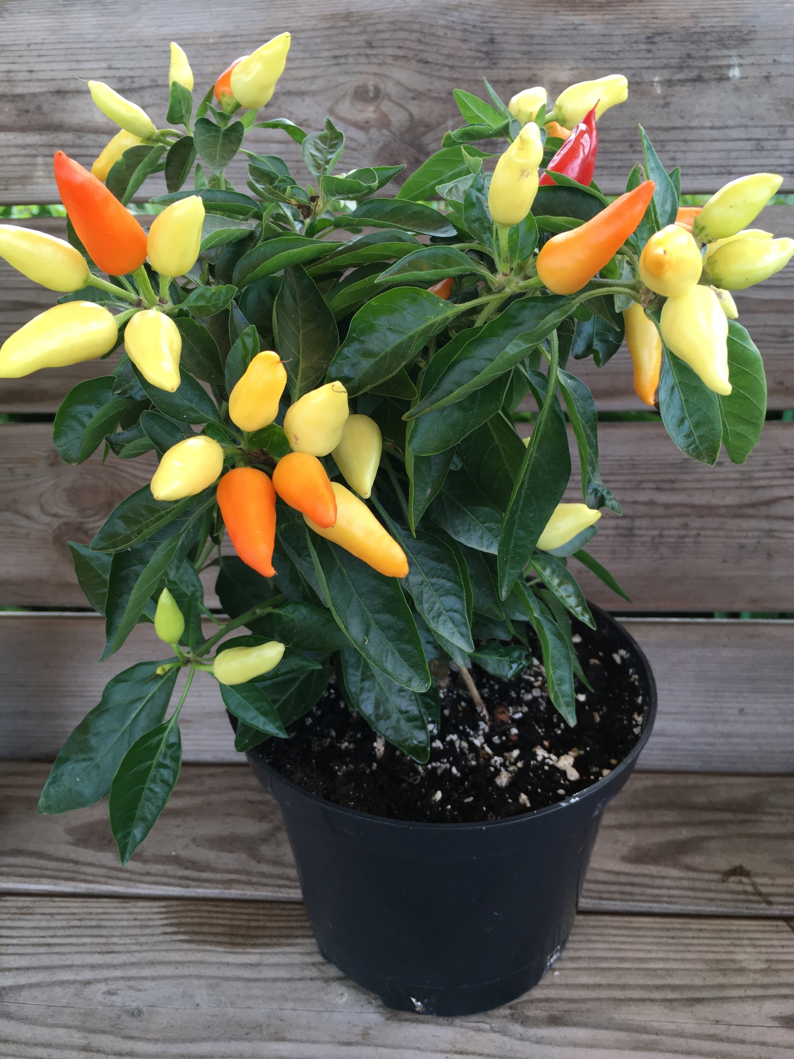 Выращивание острого перца Огонёк - фото 2