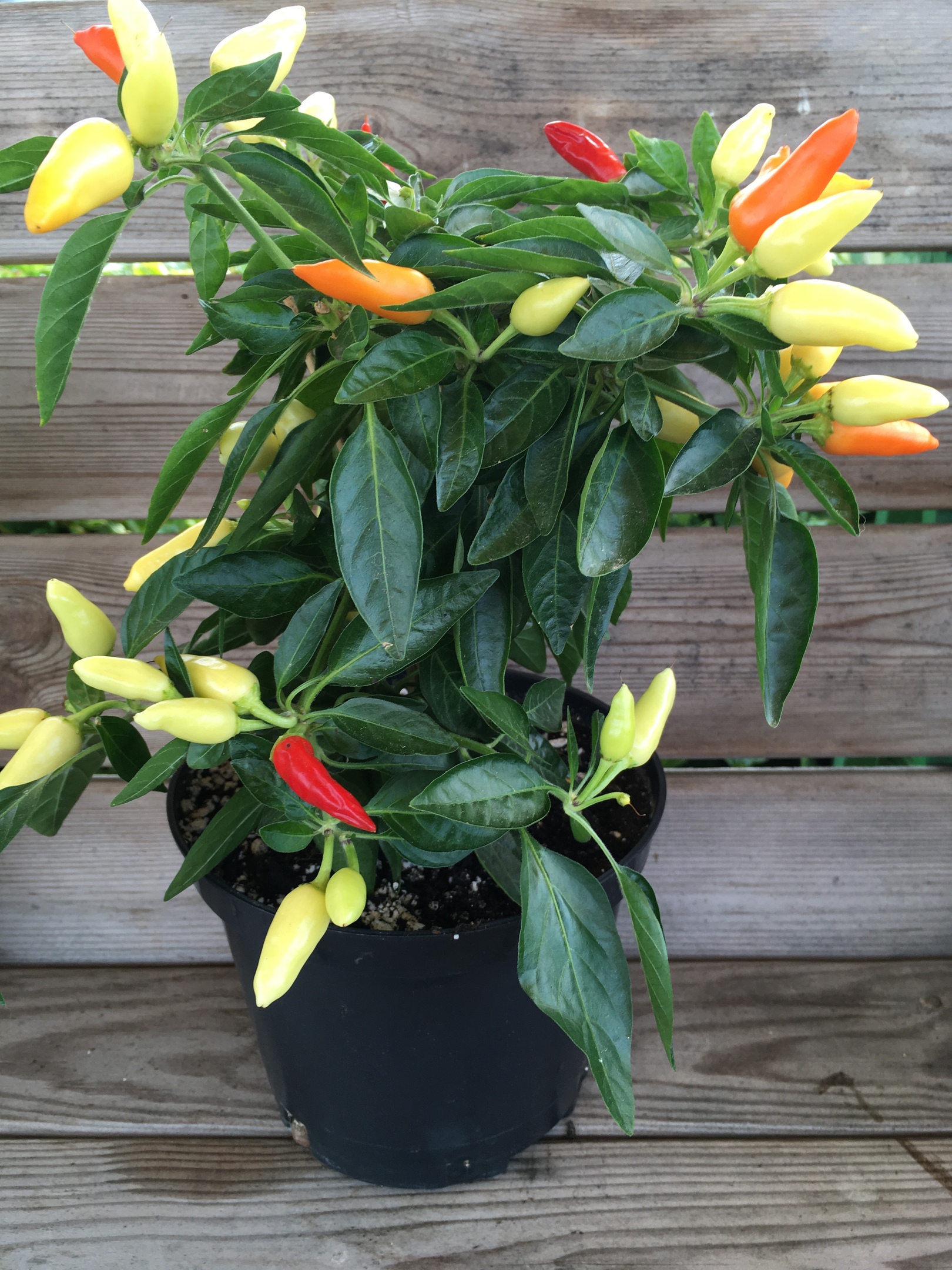 Сорт острого перца Огонёк - фото 3