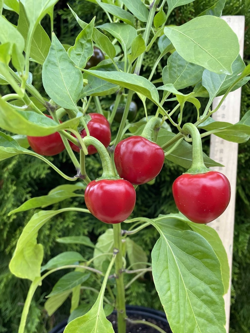 Семена острого перца Red Hot Cherry