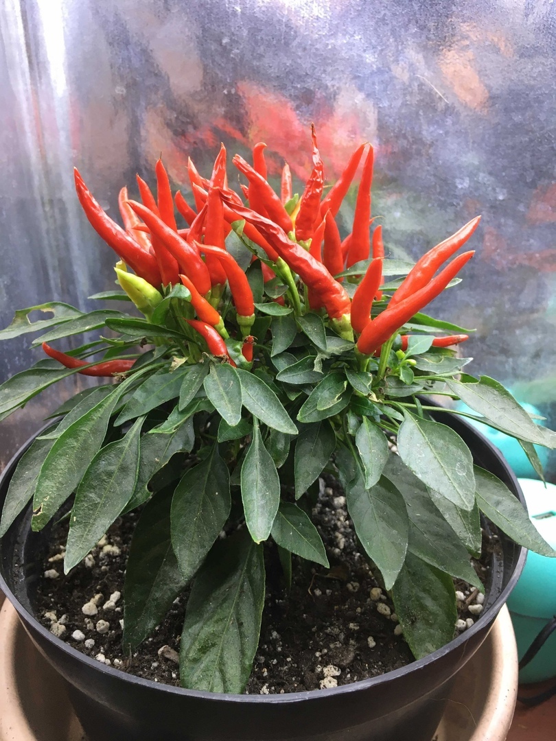 Семена острого перца Медуза