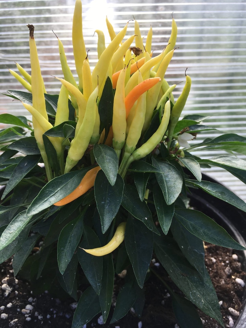 Выращивание острого перца Медуза - фото 2