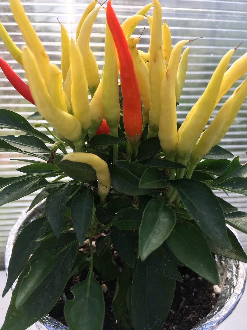 Сорт острого перца Медуза - фото 3