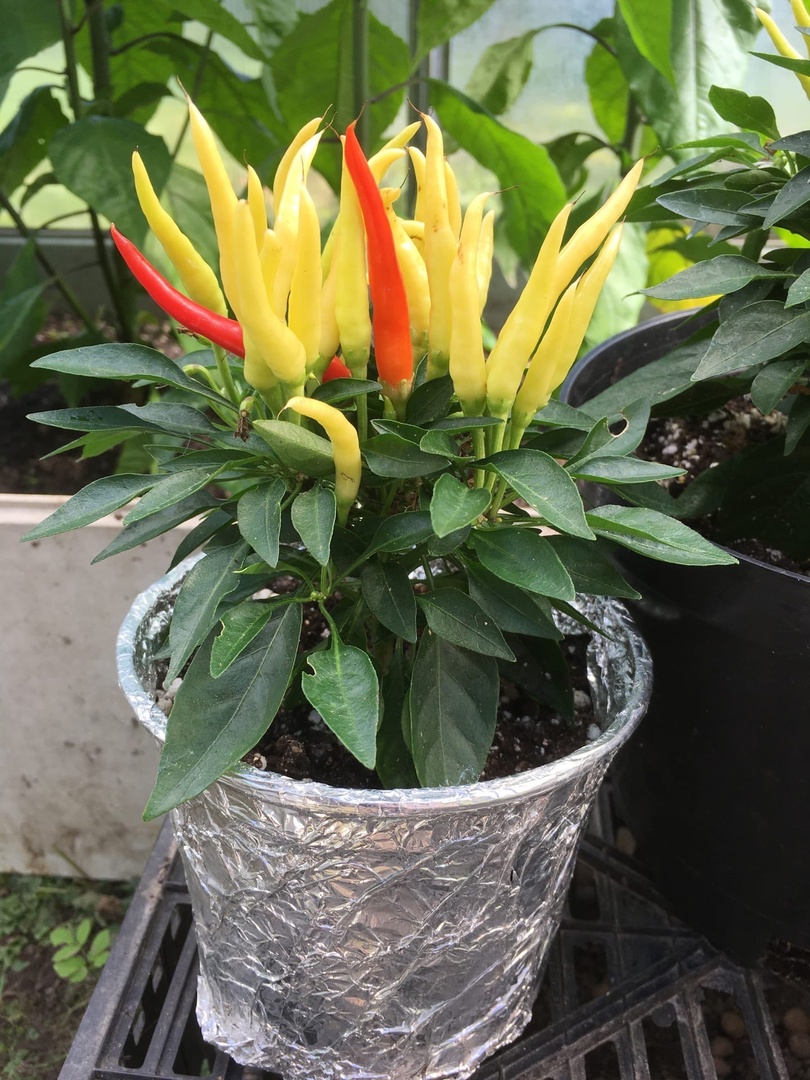 Плоды острого перца Медуза - фото 4