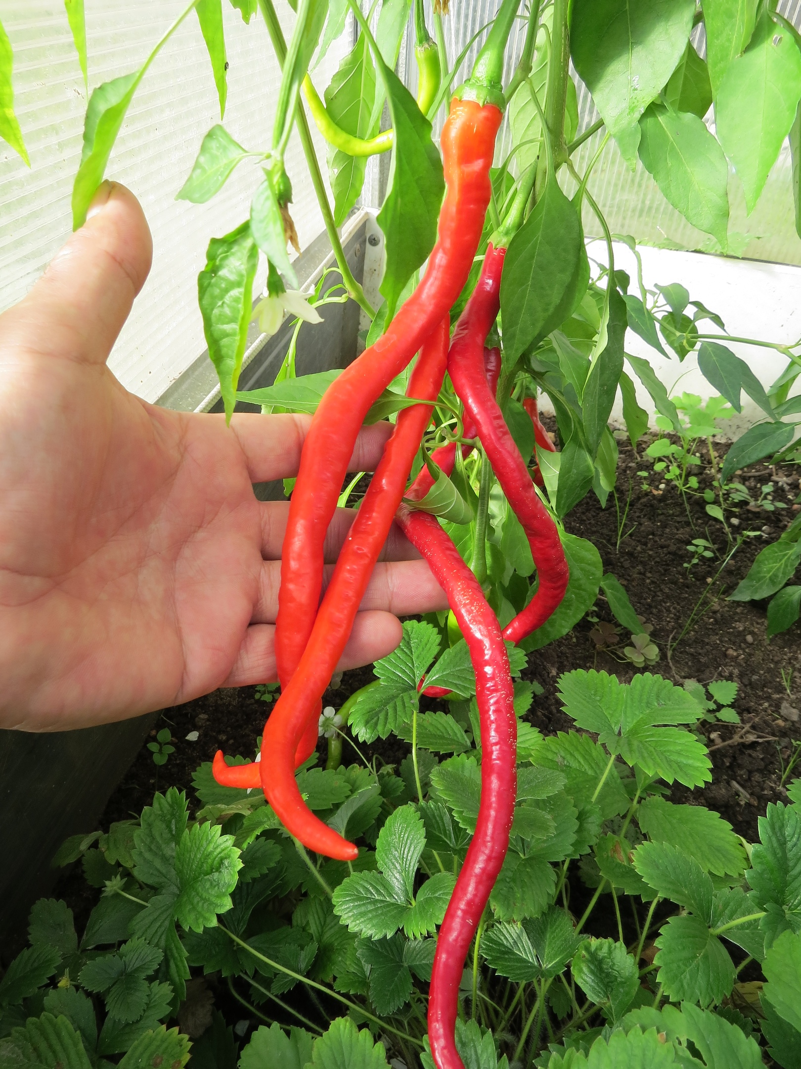 Семена острого перца Кайенский длинный Джо (Joe's Long Cayenne)