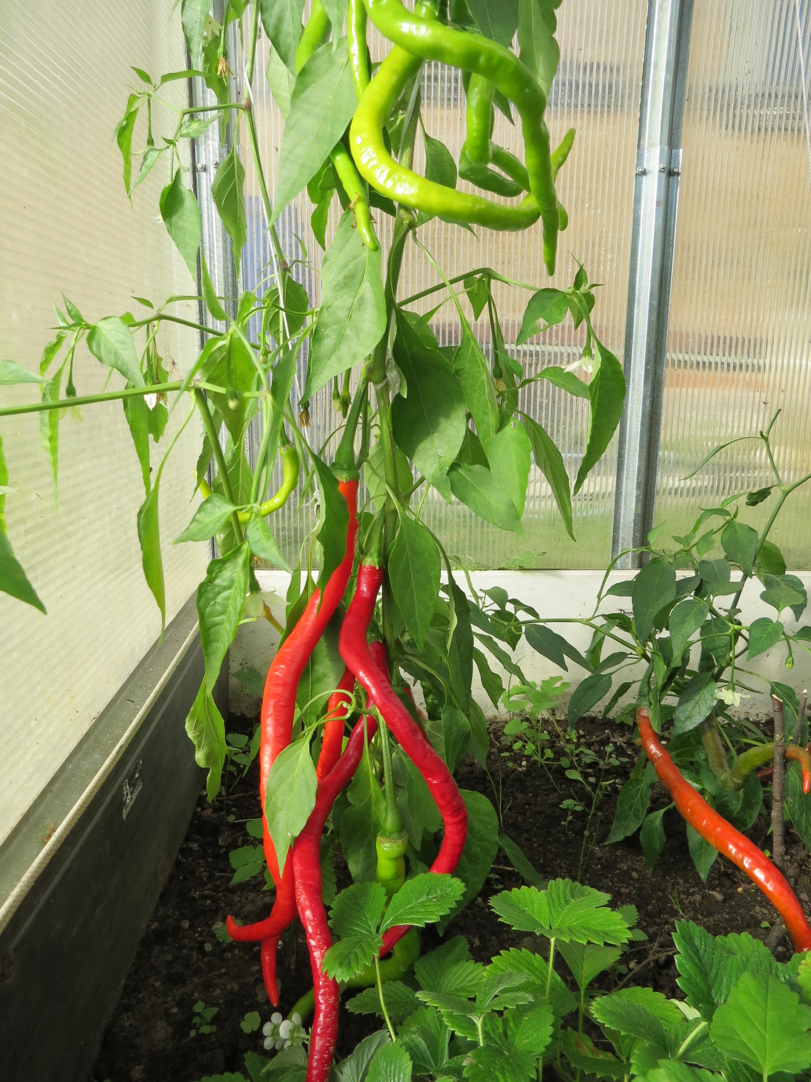 Выращивание острого перца Кайенский длинный Джо (Joe's Long Cayenne) - фото 2