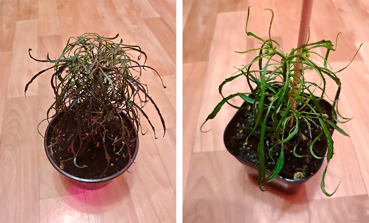 Перцы-мутанты из семян магазина «Жизнь острых перцев»