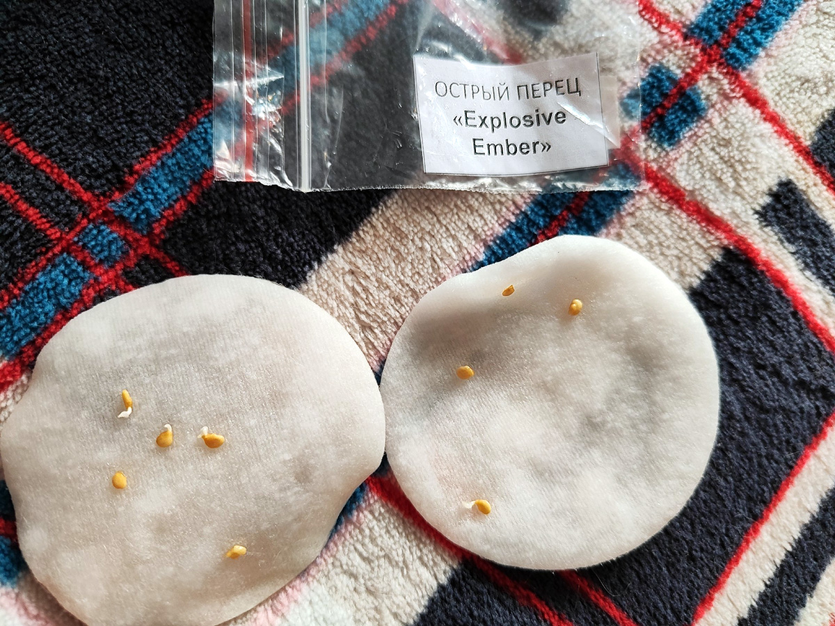 Проклюнувшиеся семена из магазина «Жизнь острых перцев» (Светлана)